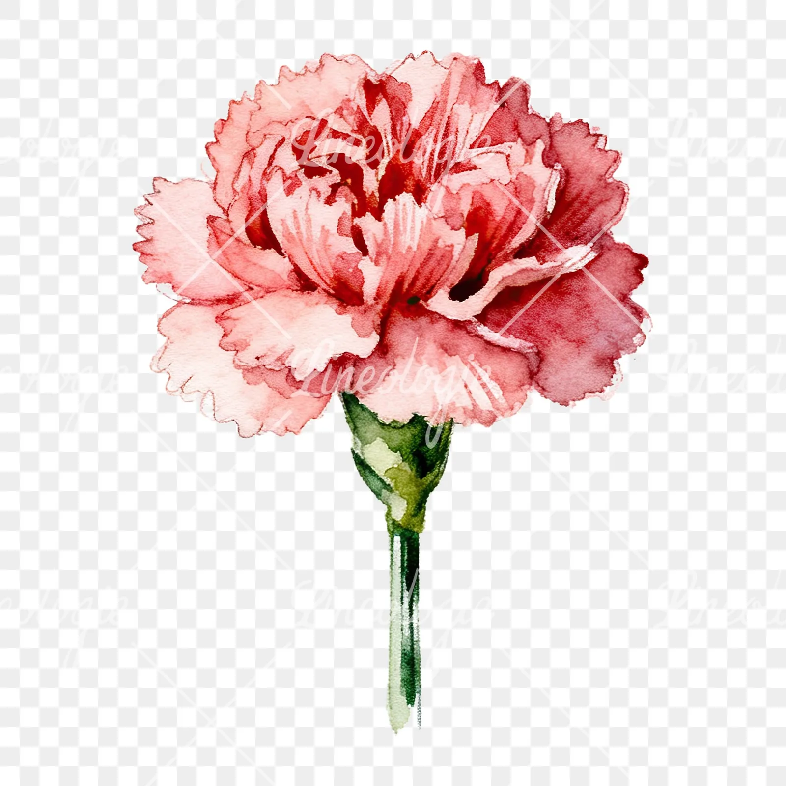 Watercolor purple and pink carnation flower clipart 9 of 9 on a transparent background (PNG)