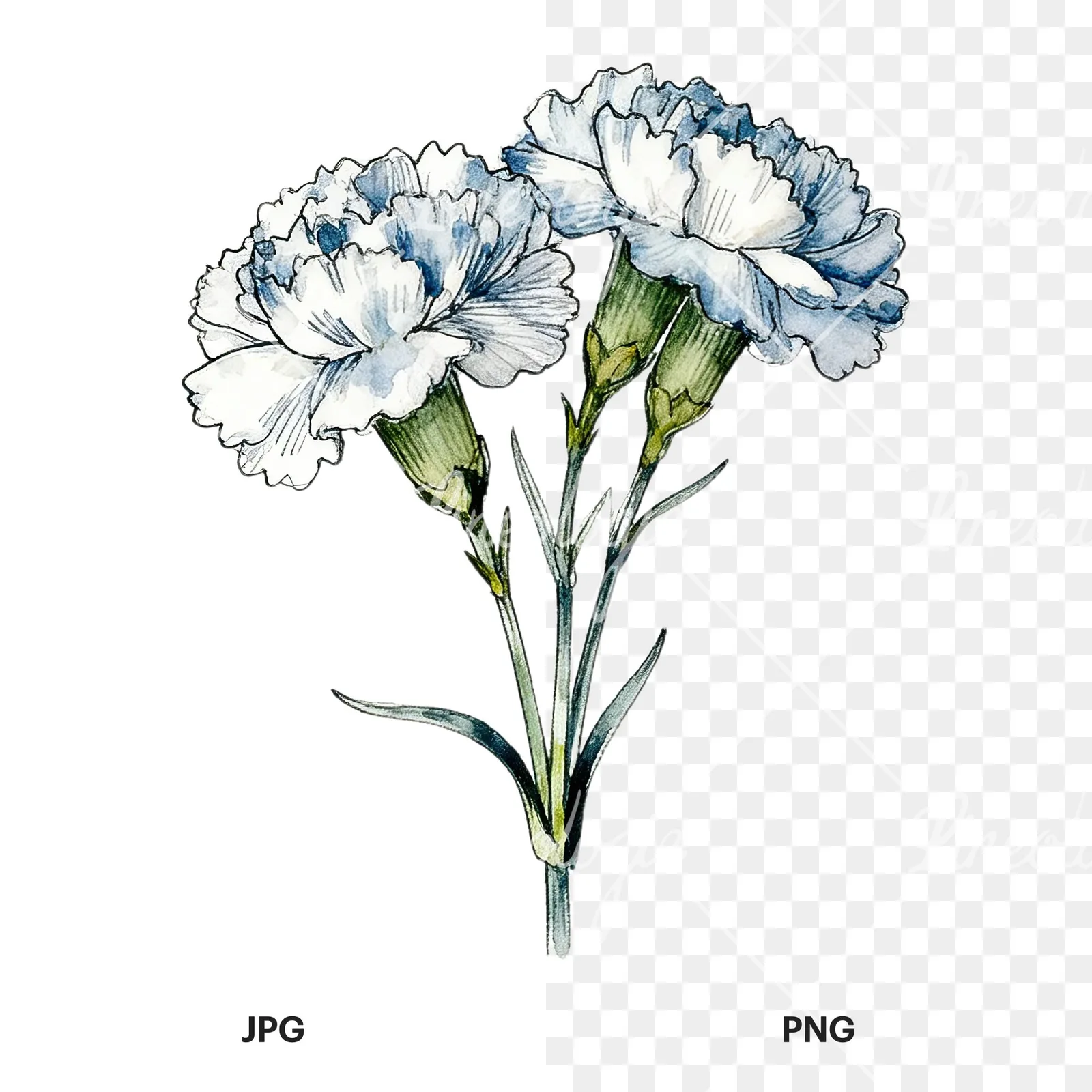 Watercolor carnation bouquet with yellow blooms clipart 1 of 9, as a JPG on white and a transparent PNG