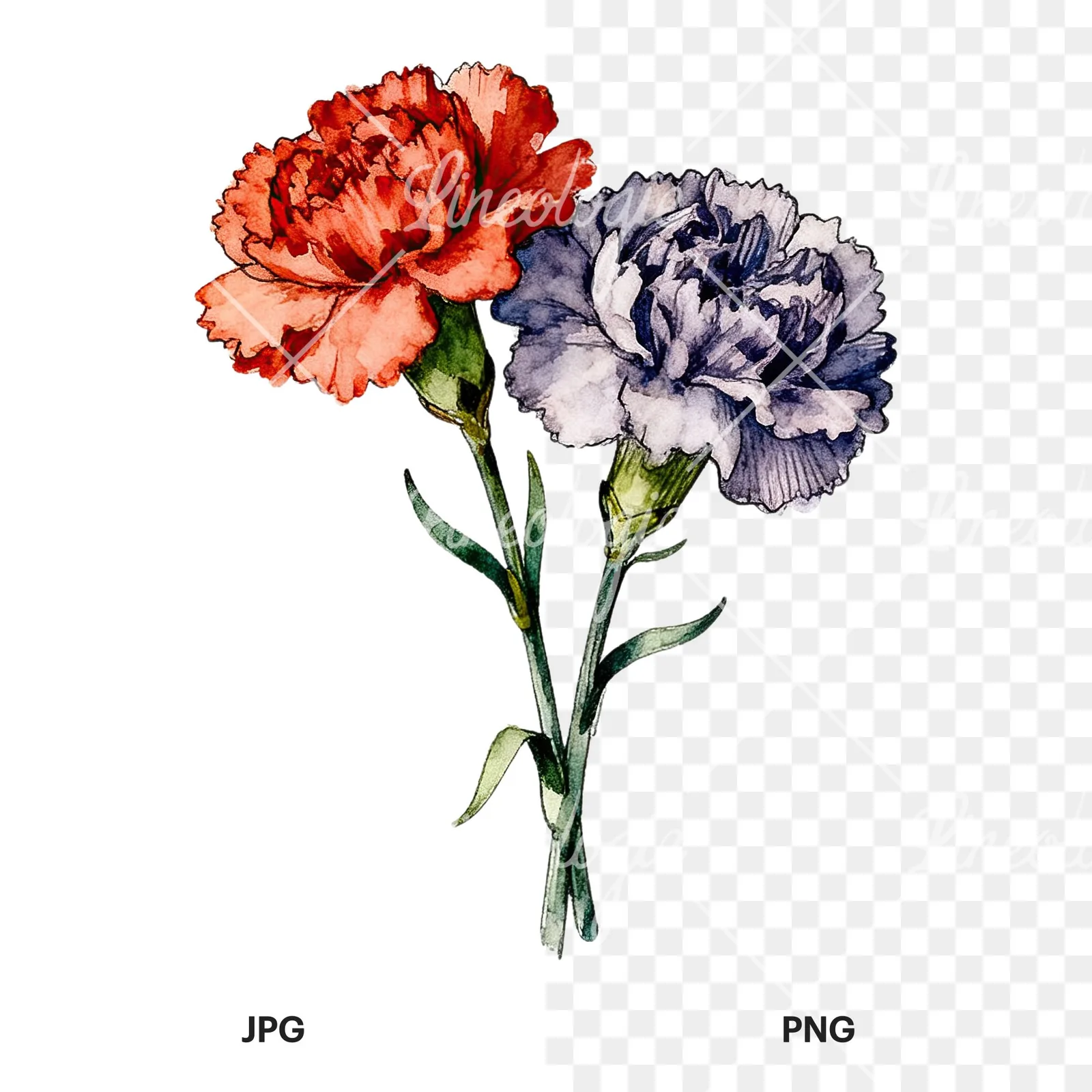 Watercolor carnation bouquet with yellow blooms clipart 5 of 9, as a JPG on white and a transparent PNG