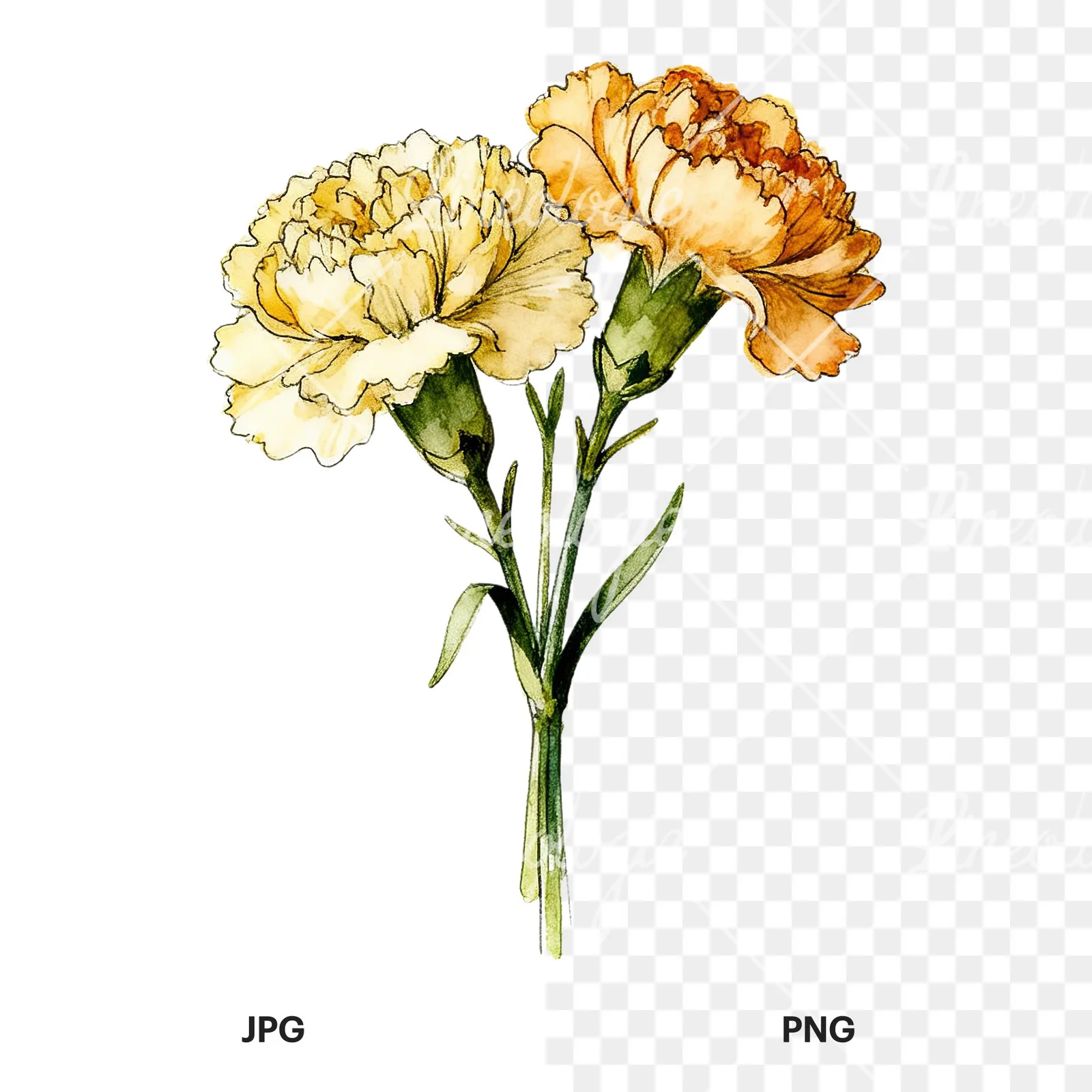 Watercolor carnation bouquet with yellow blooms clipart 8 of 9, as a JPG on white and a transparent PNG