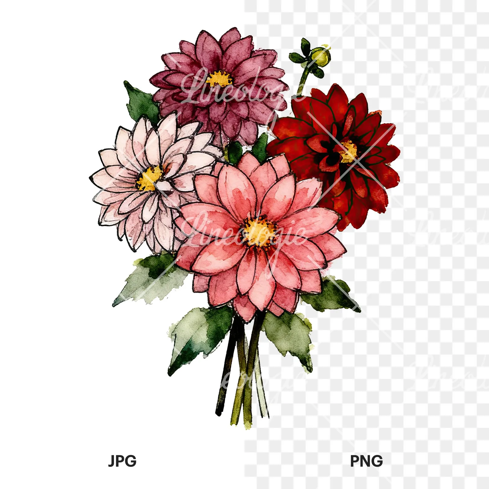 Watercolor dahlia bouquet with buds clipart 1 of 9, as a JPG on white and a transparent PNG