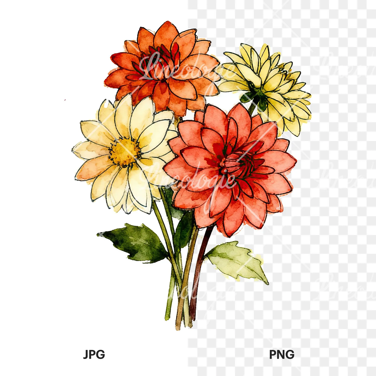 Watercolor dahlia bouquet with buds clipart 2 of 9, as a JPG on white and a transparent PNG