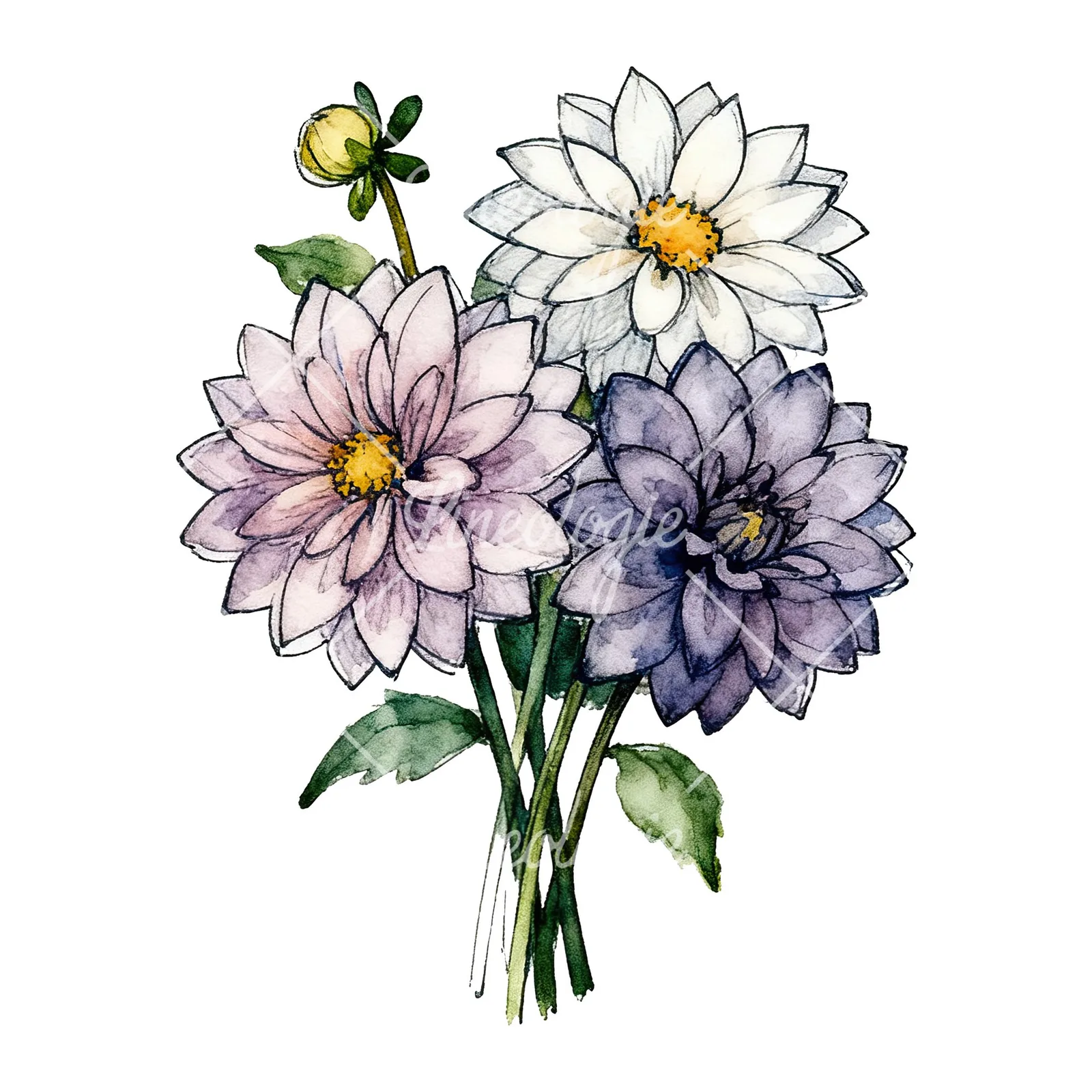 Watercolor dahlia bouquet with buds clipart 3 of 9 on a white background (JPG)