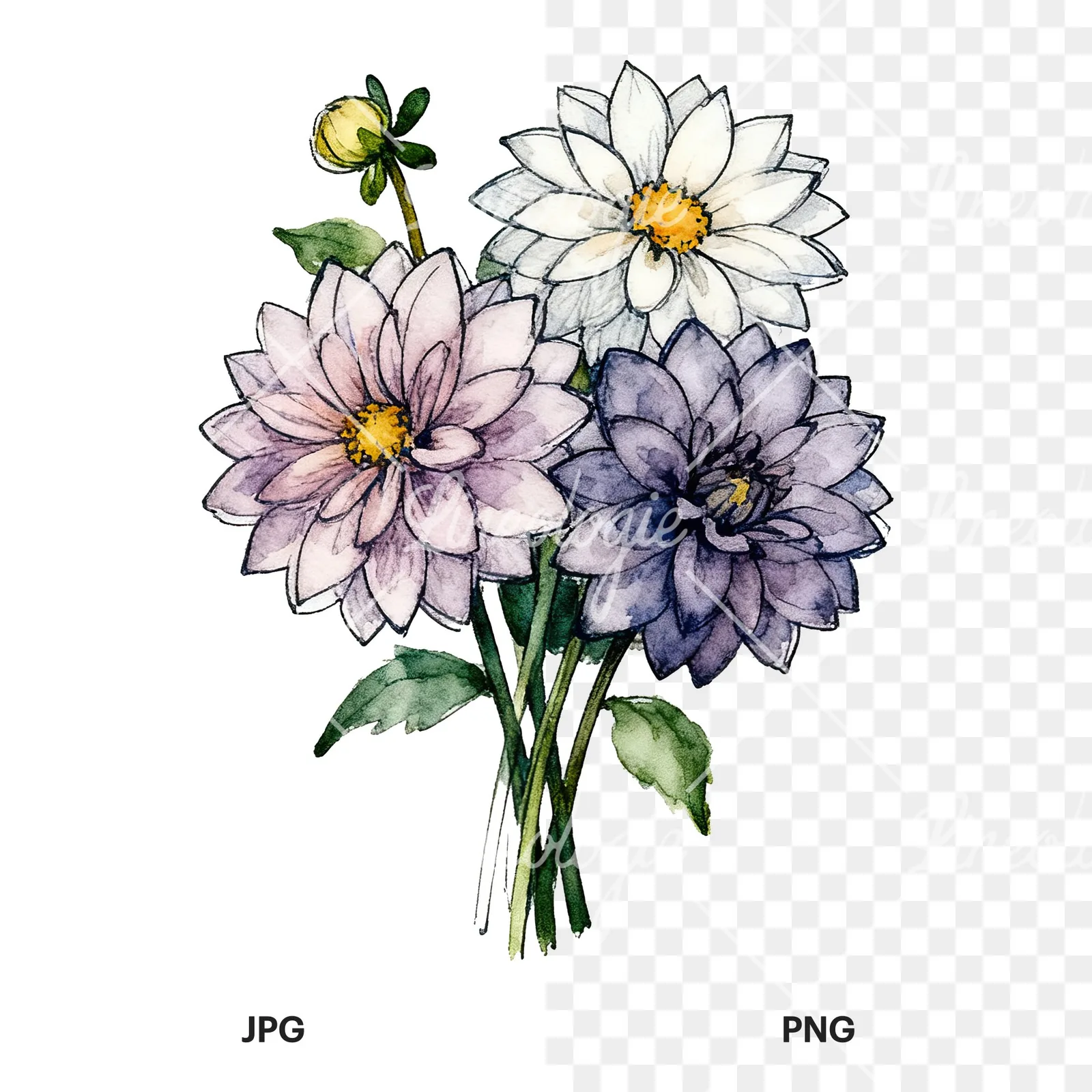 Watercolor dahlia bouquet with buds clipart 3 of 9, as a JPG on white and a transparent PNG