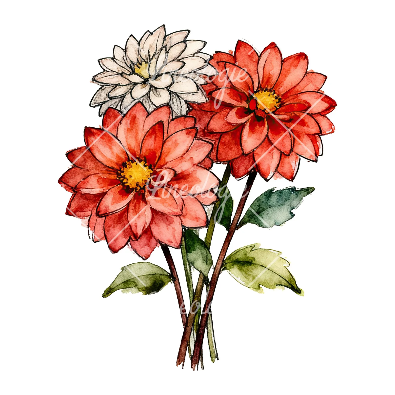 Watercolor dahlia bouquet with buds clipart 5 of 9 on a white background (JPG)