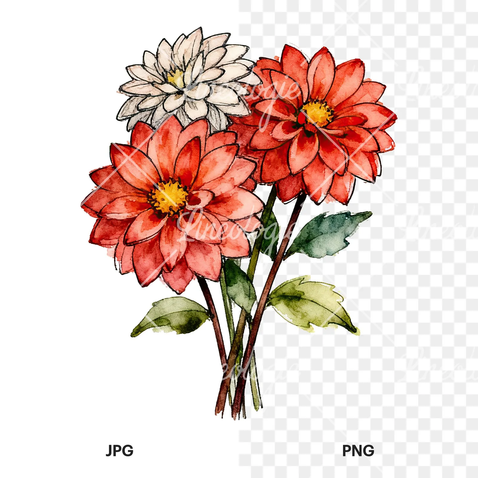 Watercolor dahlia bouquet with buds clipart 5 of 9, as a JPG on white and a transparent PNG