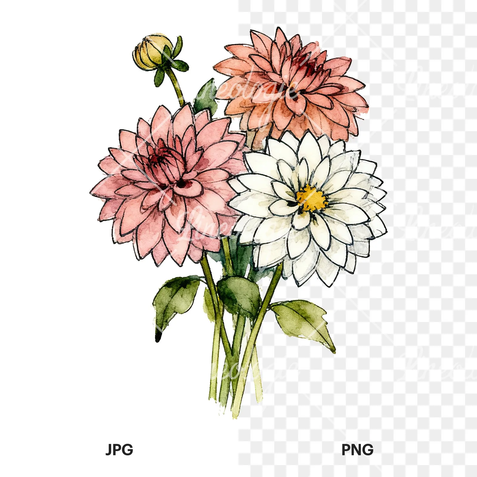 Watercolor dahlia bouquet with buds clipart 6 of 9, as a JPG on white and a transparent PNG
