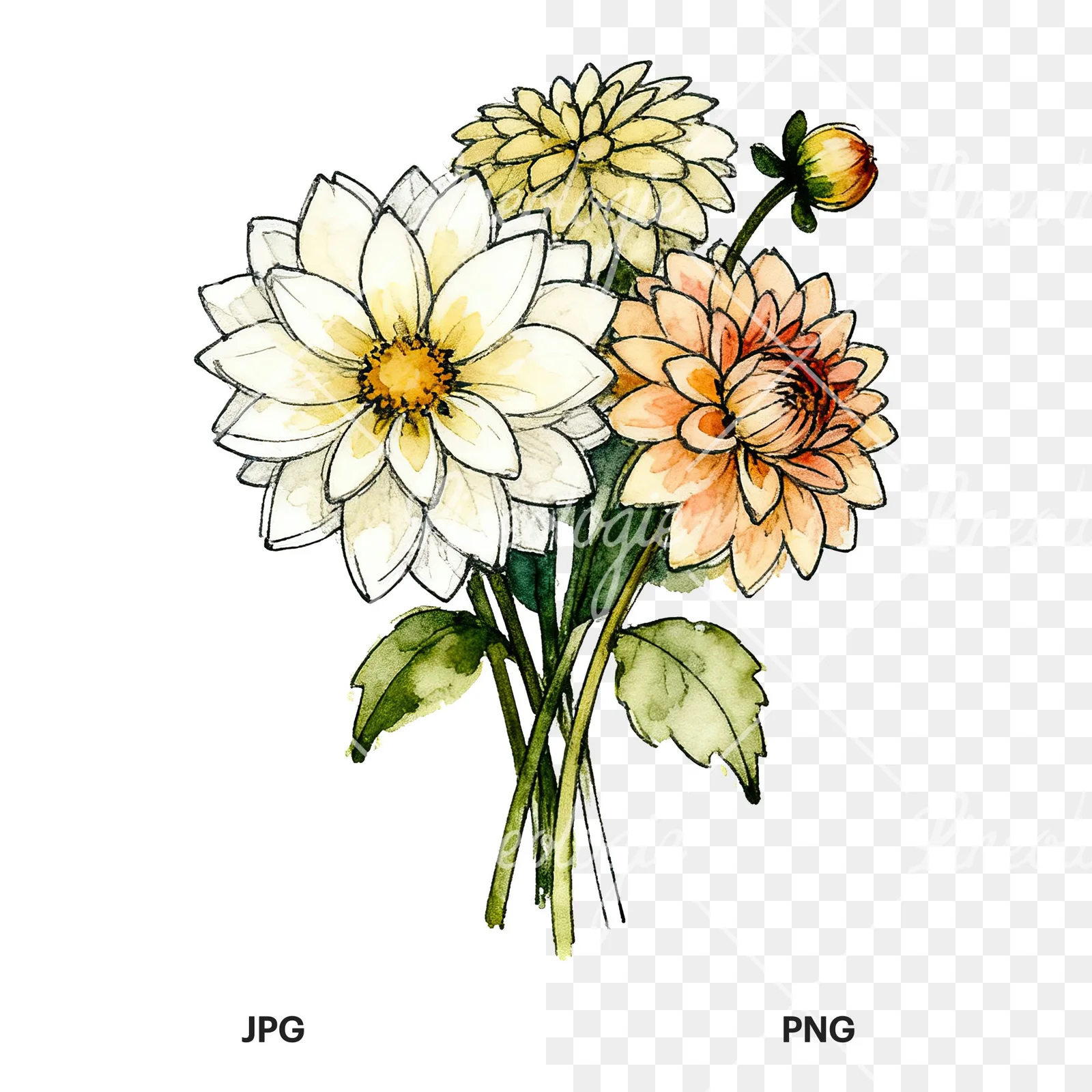 Watercolor dahlia bouquet with buds clipart 7 of 9, as a JPG on white and a transparent PNG