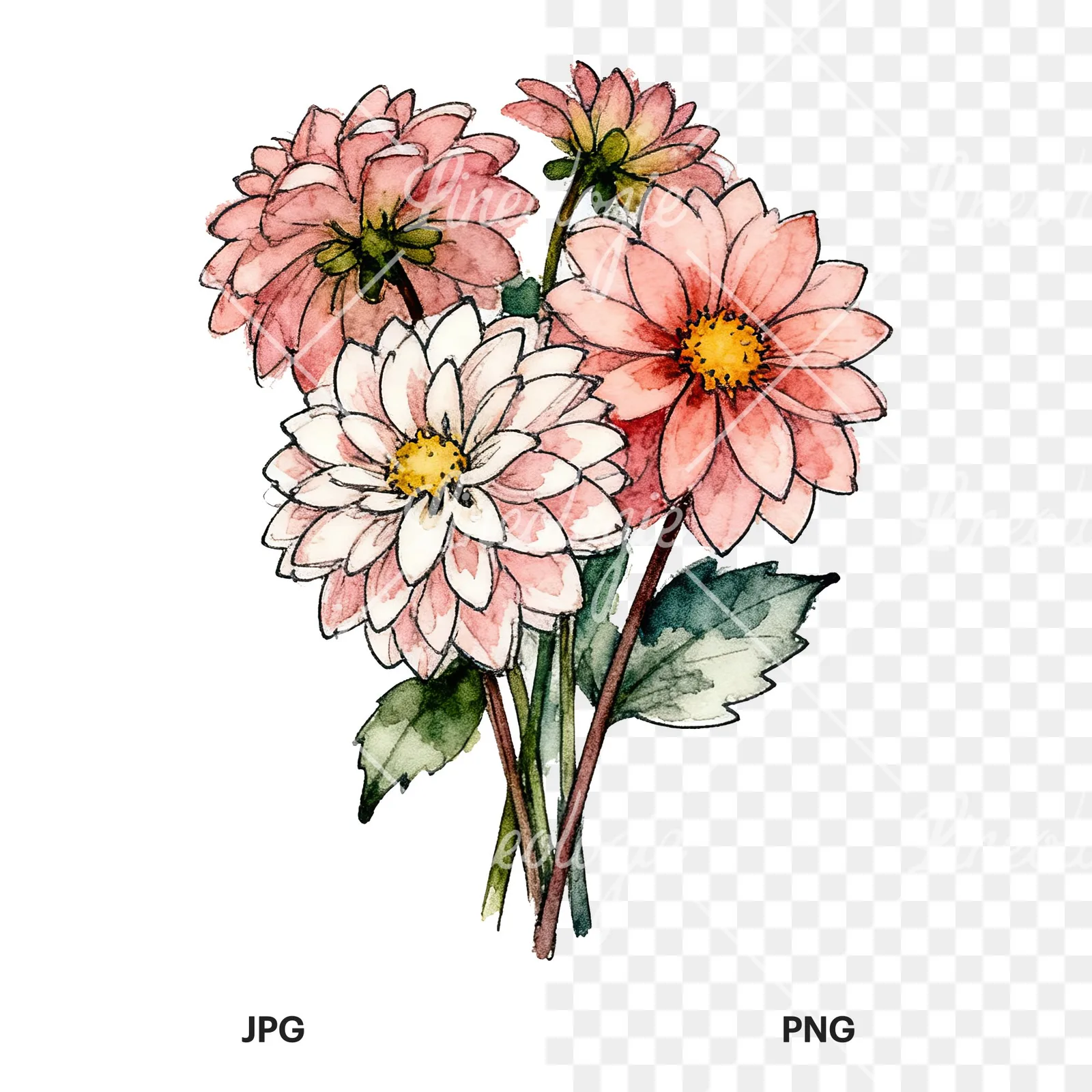 Watercolor dahlia bouquet with buds clipart 8 of 9, as a JPG on white and a transparent PNG