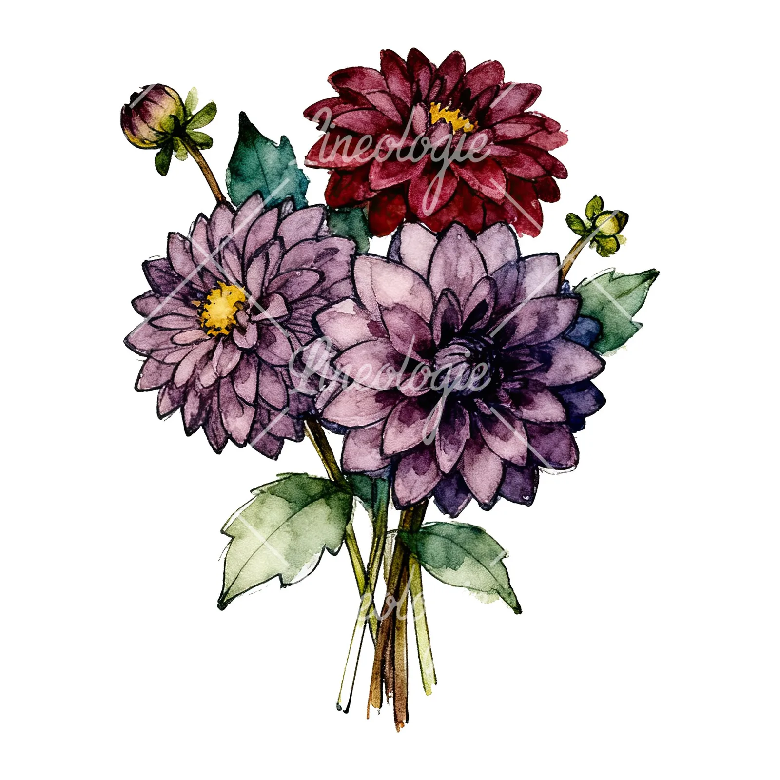 Watercolor dahlia bouquet with buds clipart 9 of 9 on a white background (JPG)
