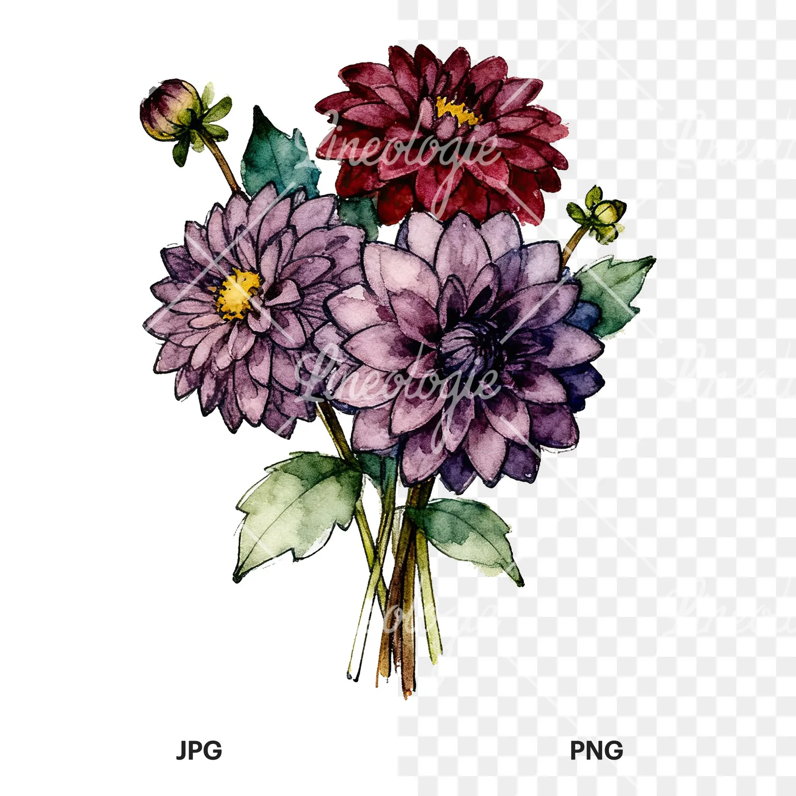 Watercolor dahlia bouquet with buds clipart 9 of 9, as a JPG on white and a transparent PNG