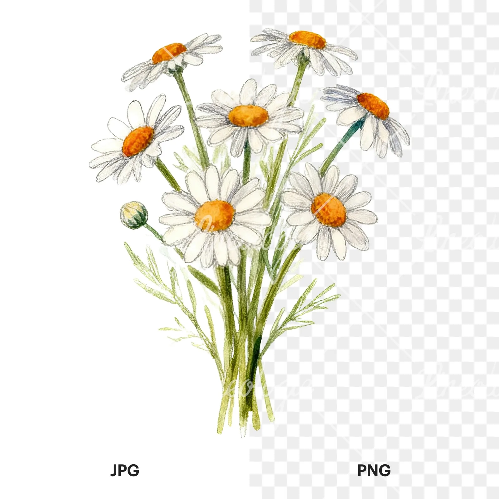 Watercolor colorful daisy bouquet clipart 5 of 9, as a JPG on white and a transparent PNG