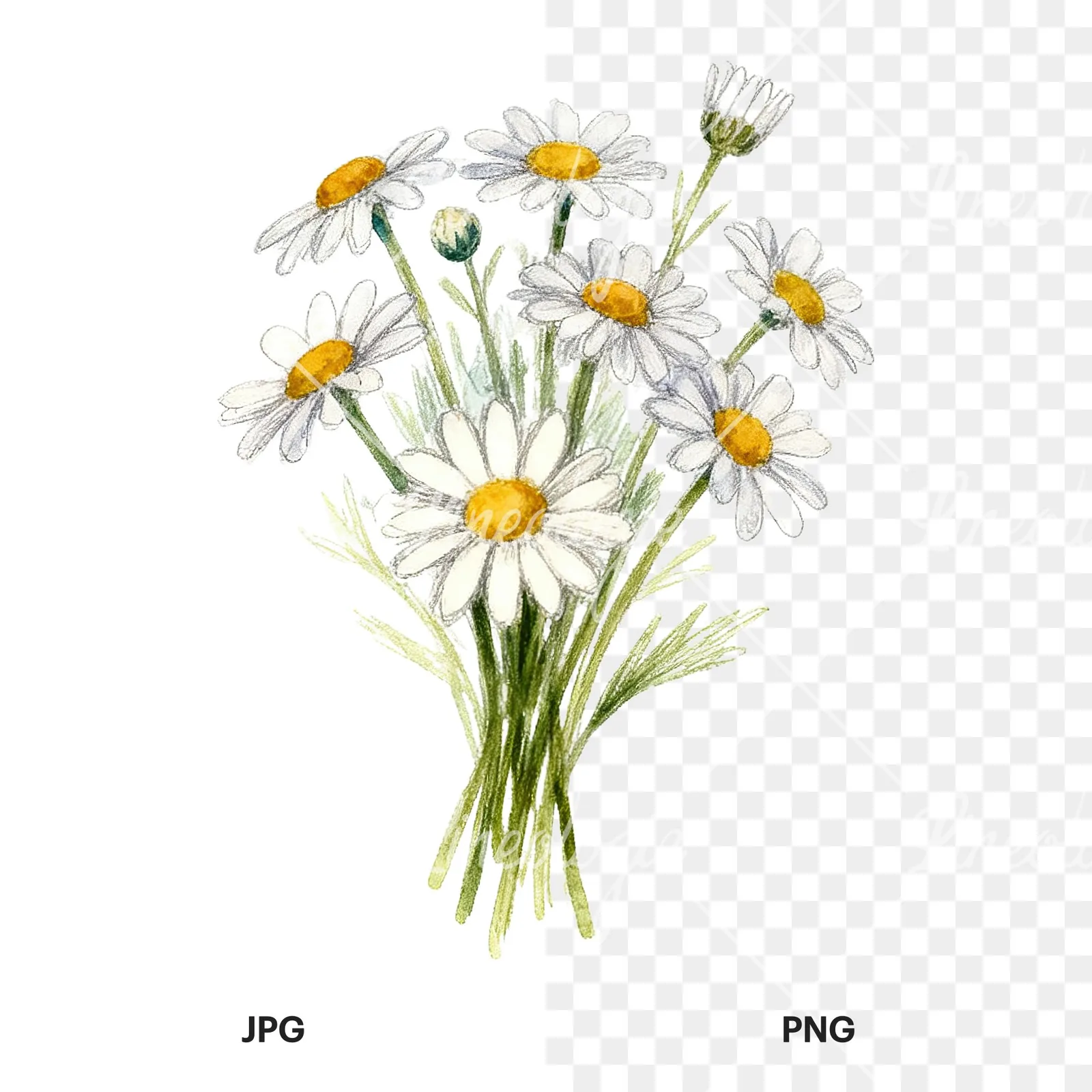 Watercolor colorful daisy bouquet clipart 8 of 9, as a JPG on white and a transparent PNG