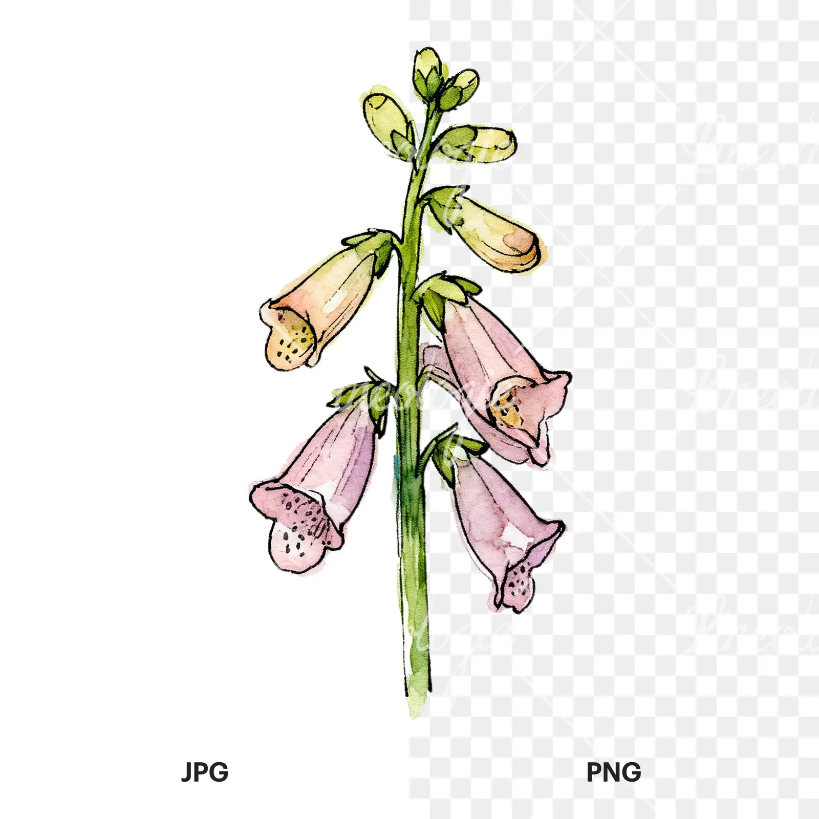 Watercolor foxglove flower set clipart 1 of 9, as a JPG on white and a transparent PNG
