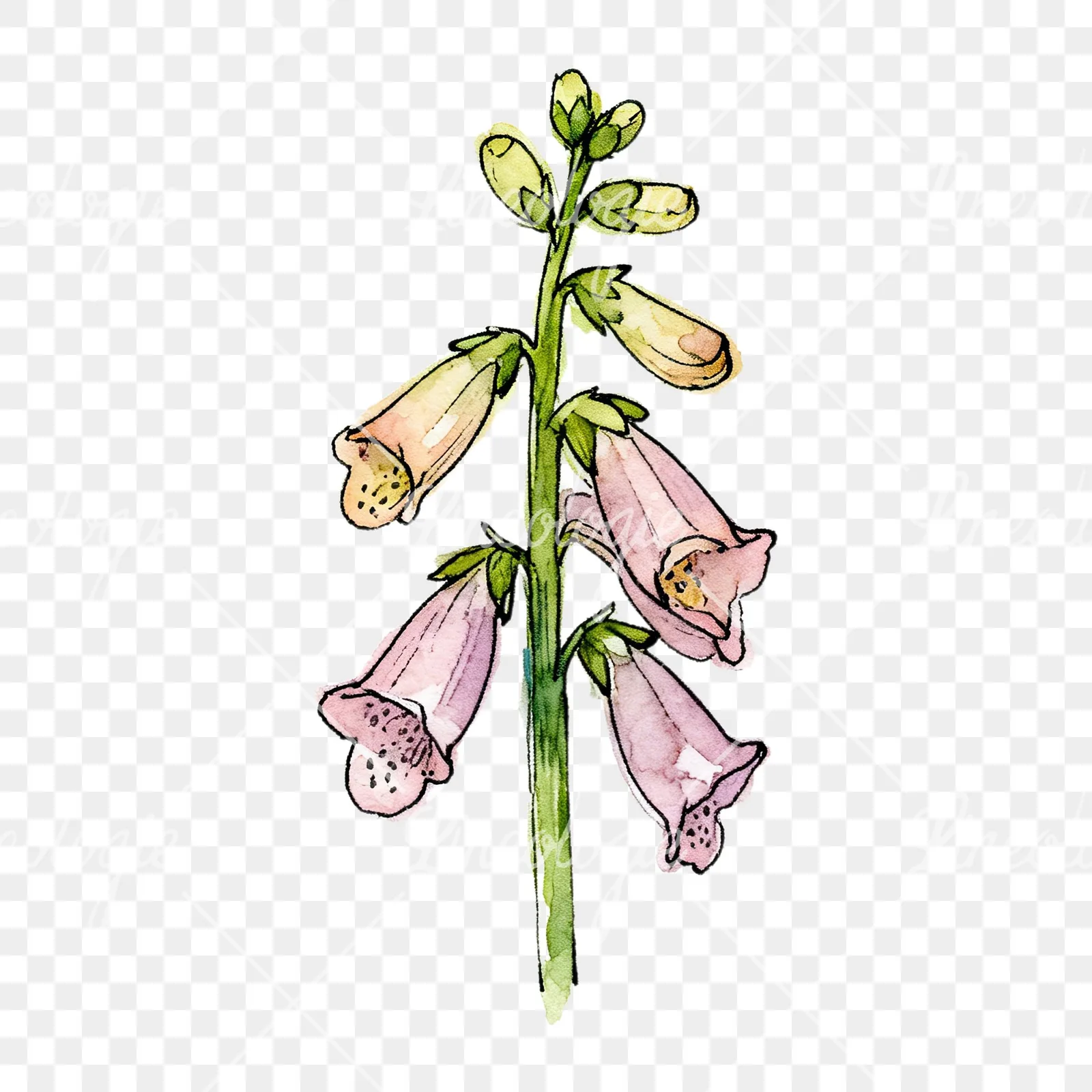 Watercolor foxglove flower set clipart 1 of 9 on a transparent background (PNG)