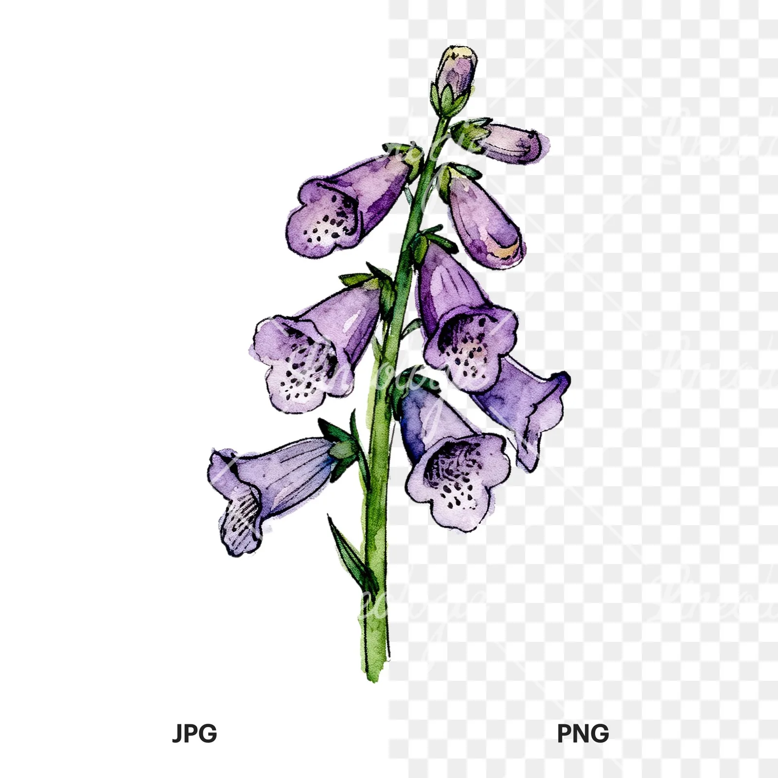 Watercolor foxglove flower set clipart 2 of 9, as a JPG on white and a transparent PNG