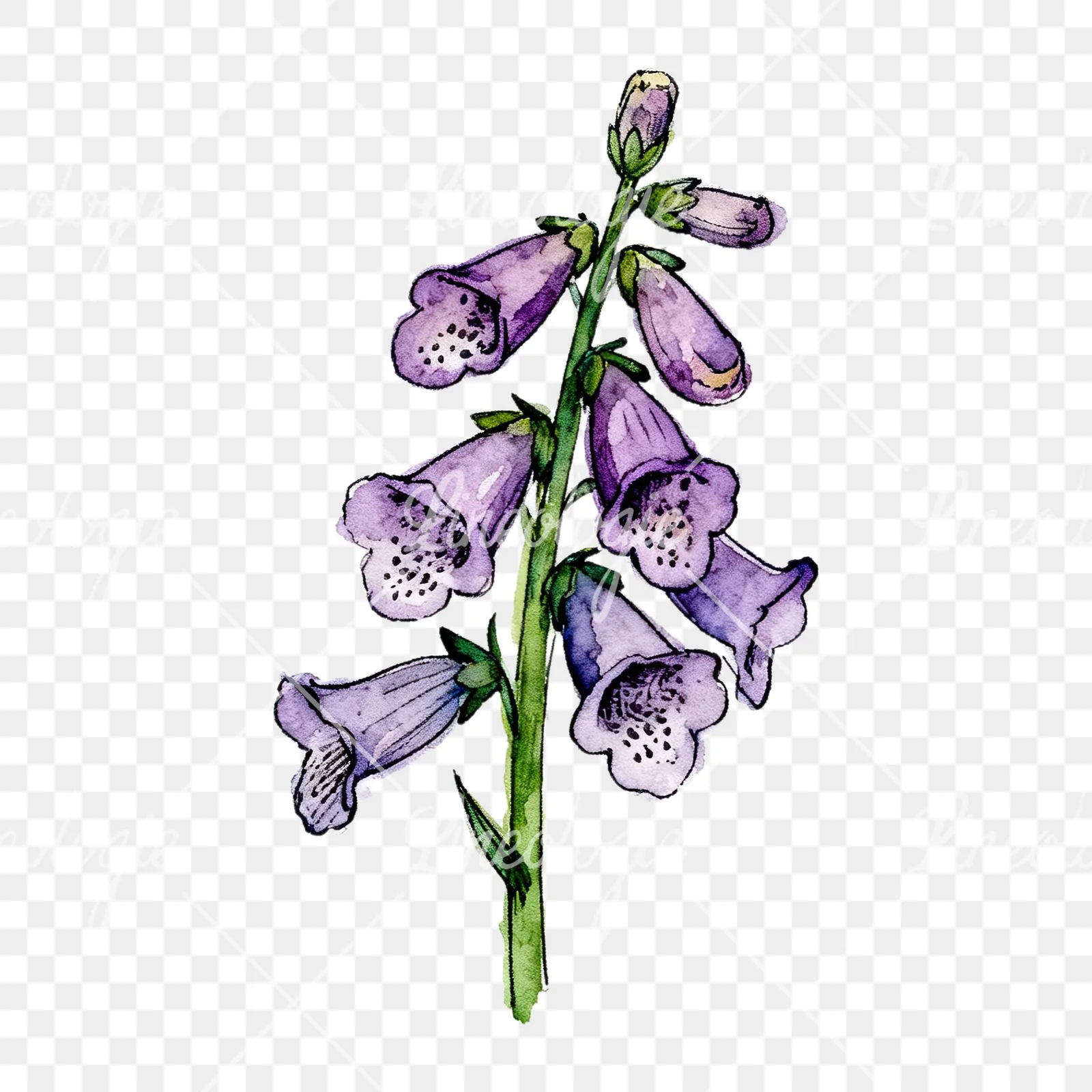 Watercolor foxglove flower set clipart 2 of 9 on a transparent background (PNG)