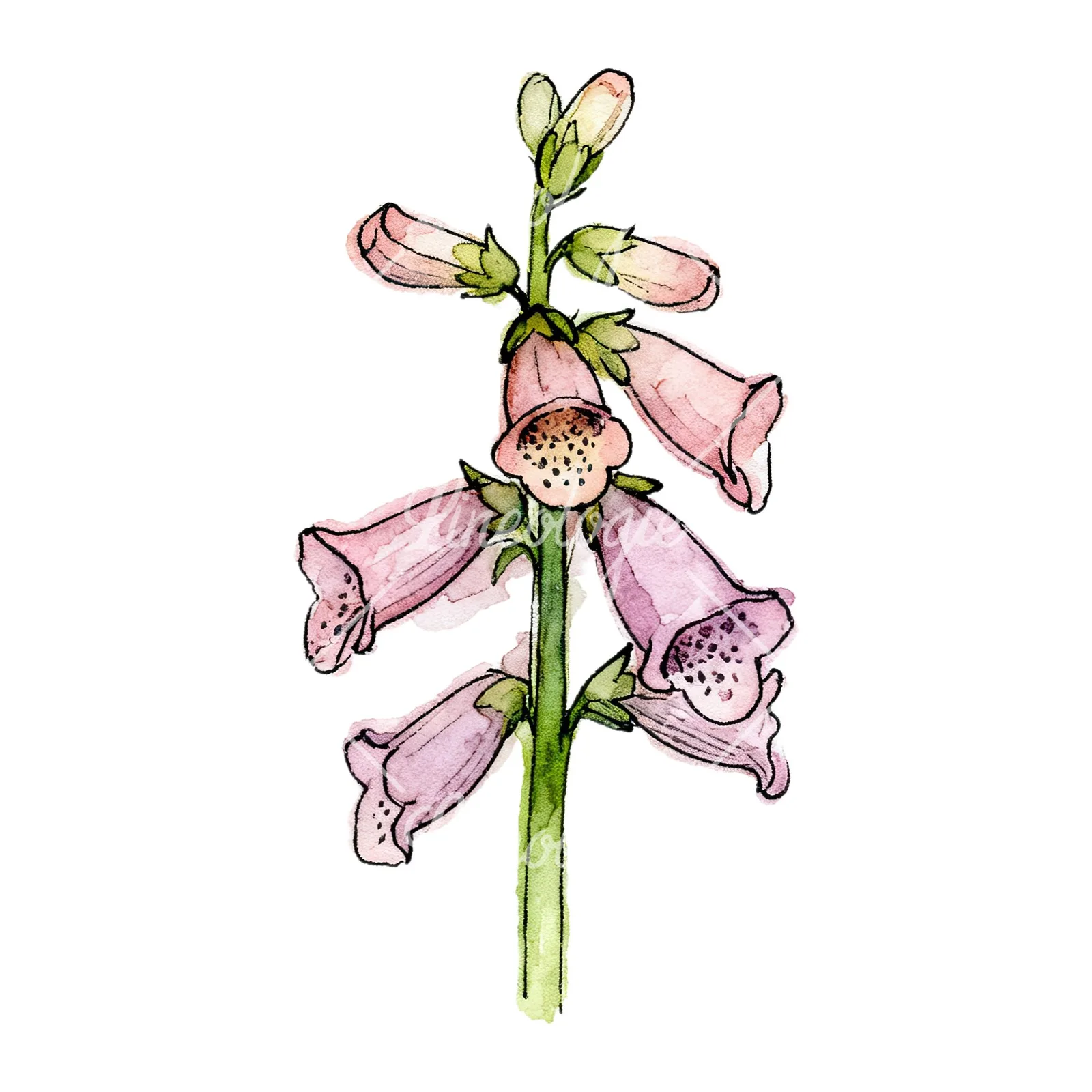 Watercolor foxglove flower set clipart 3 of 9 on a white background (JPG)