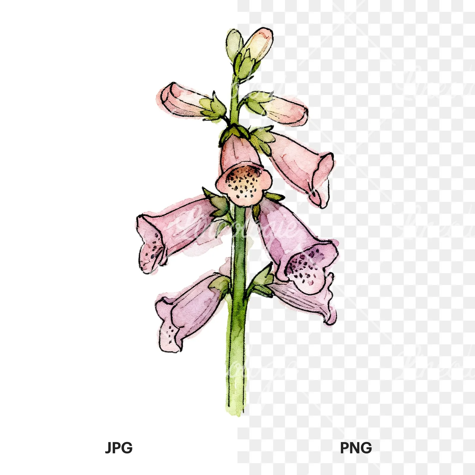 Watercolor foxglove flower set clipart 3 of 9, as a JPG on white and a transparent PNG