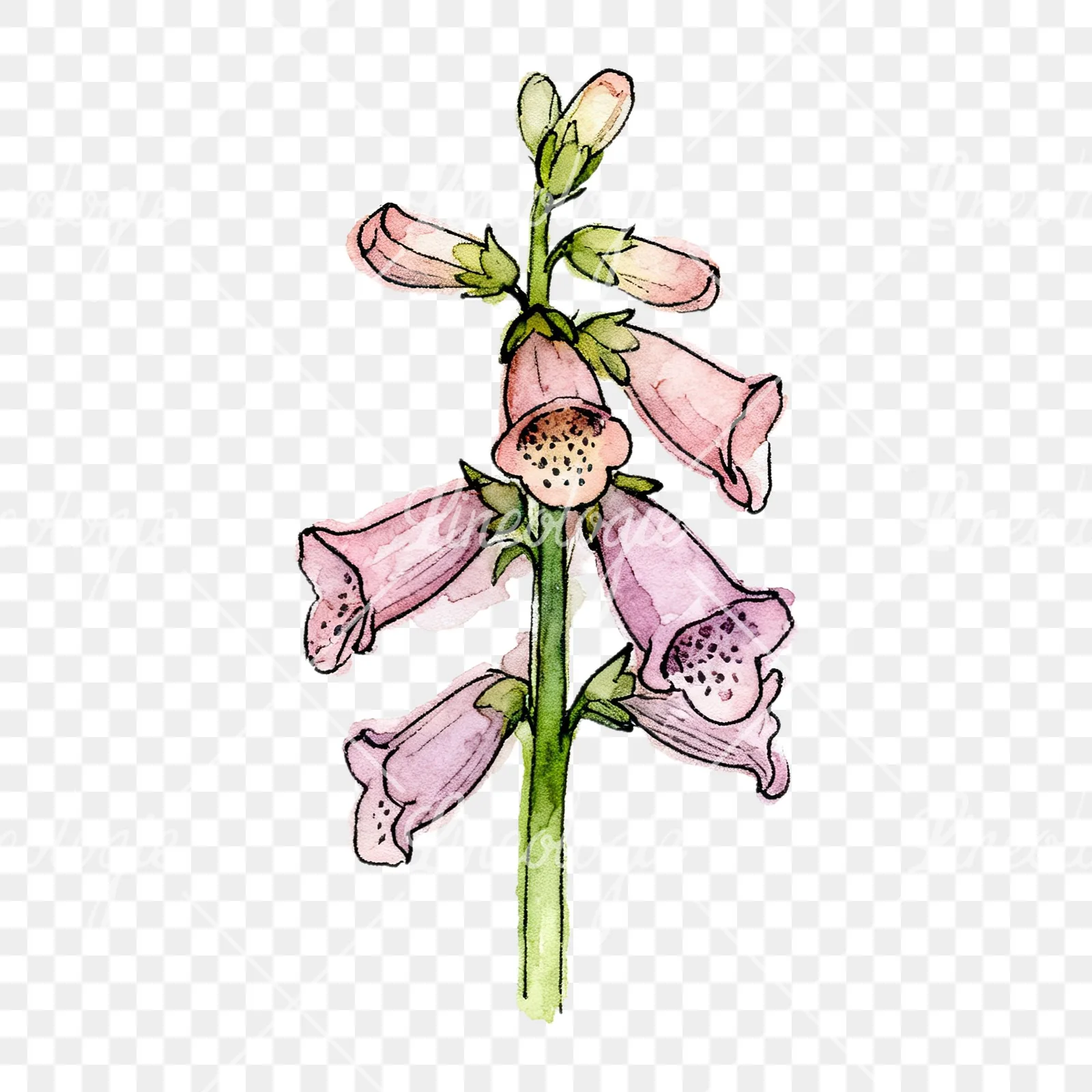 Watercolor foxglove flower set clipart 3 of 9 on a transparent background (PNG)