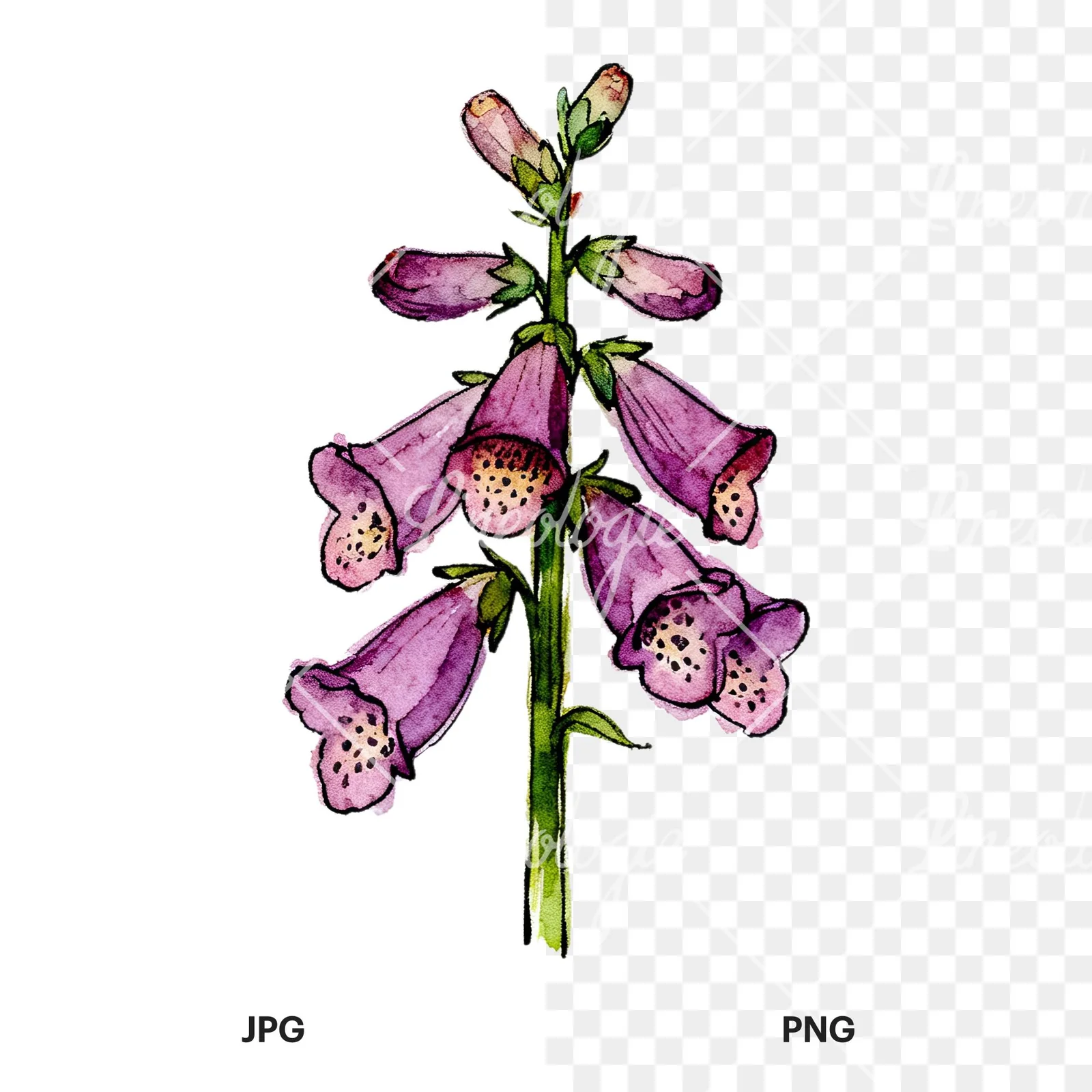 Watercolor foxglove flower set clipart 4 of 9, as a JPG on white and a transparent PNG