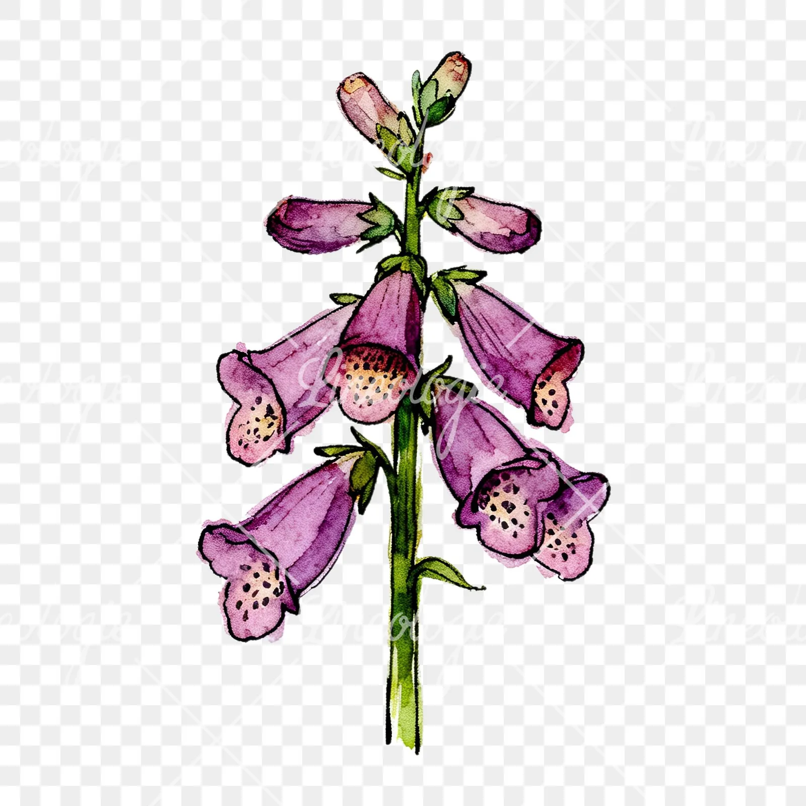 Watercolor foxglove flower set clipart 4 of 9 on a transparent background (PNG)