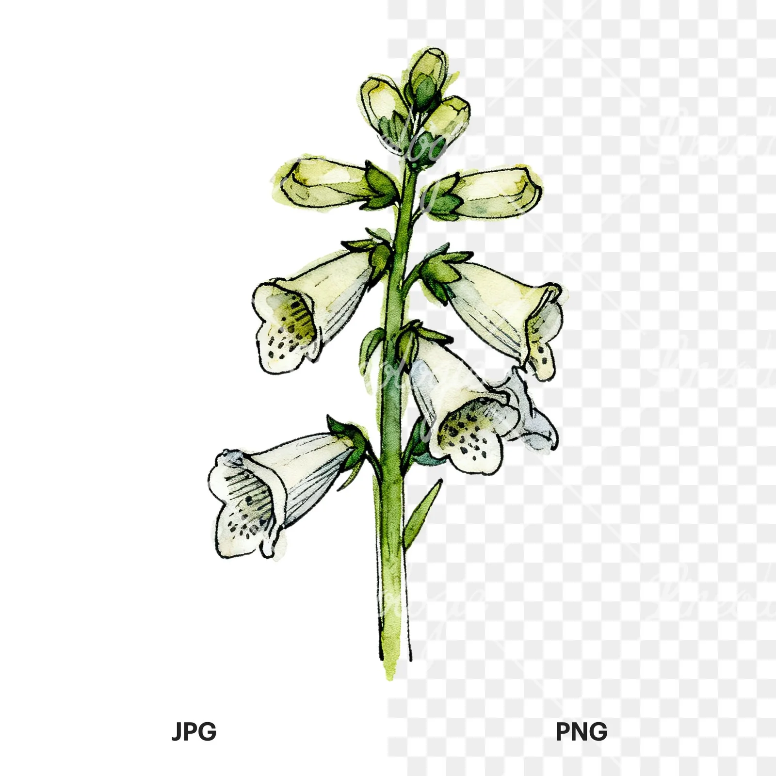 Watercolor foxglove flower set clipart 5 of 9, as a JPG on white and a transparent PNG