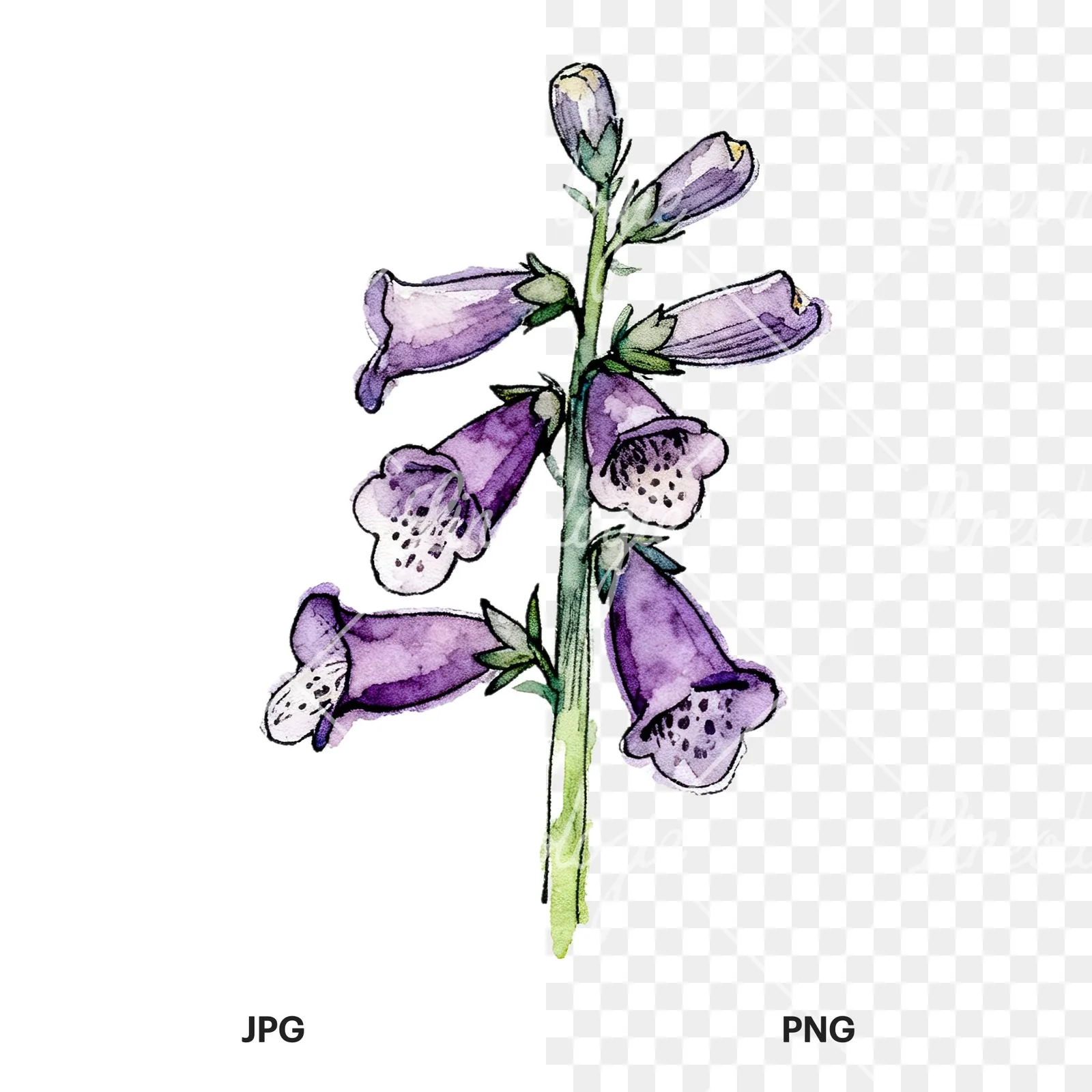 Watercolor foxglove flower set clipart 6 of 9, as a JPG on white and a transparent PNG