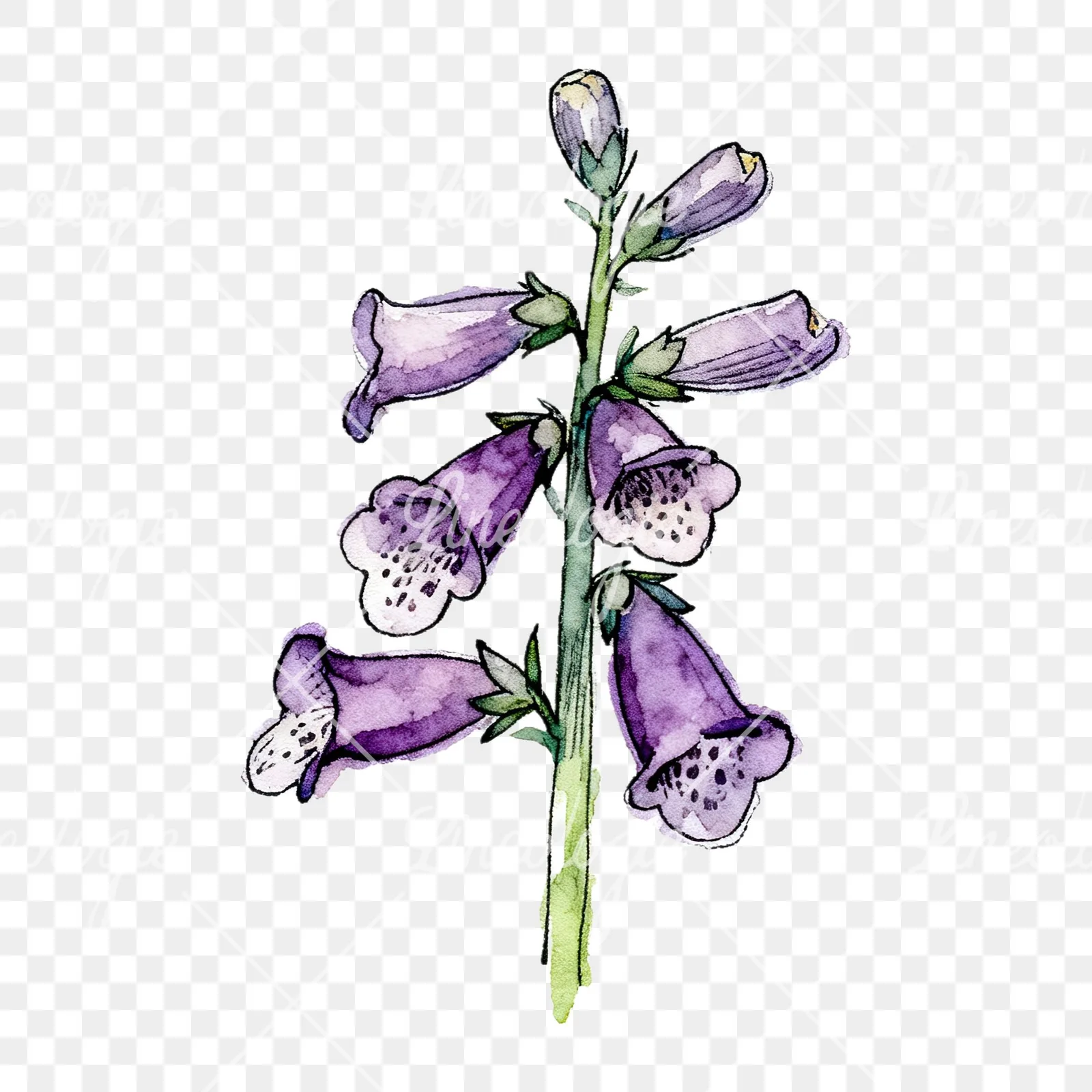 Watercolor foxglove flower set clipart 6 of 9 on a transparent background (PNG)