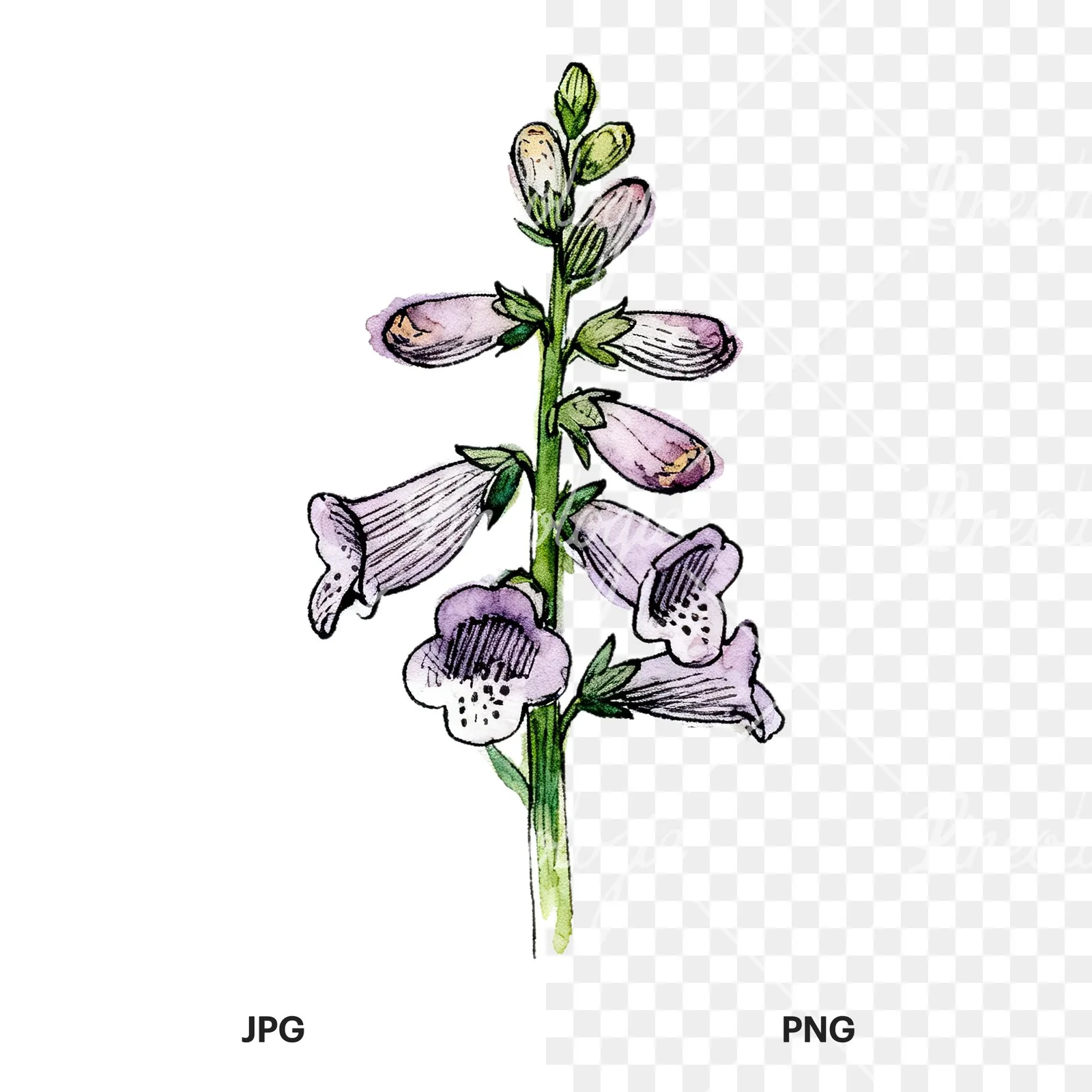 Watercolor foxglove flower set clipart 7 of 9, as a JPG on white and a transparent PNG
