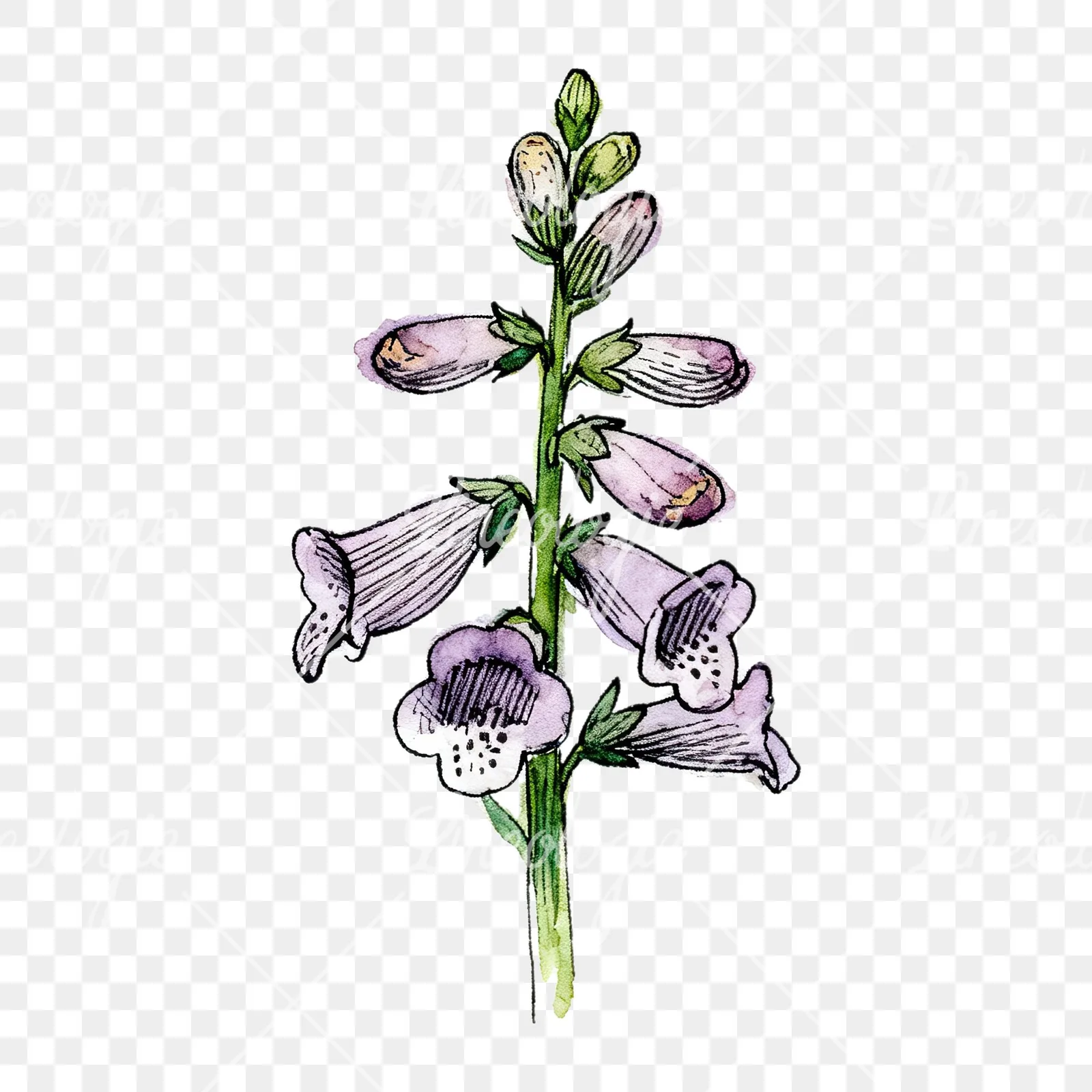 Watercolor foxglove flower set clipart 7 of 9 on a transparent background (PNG)