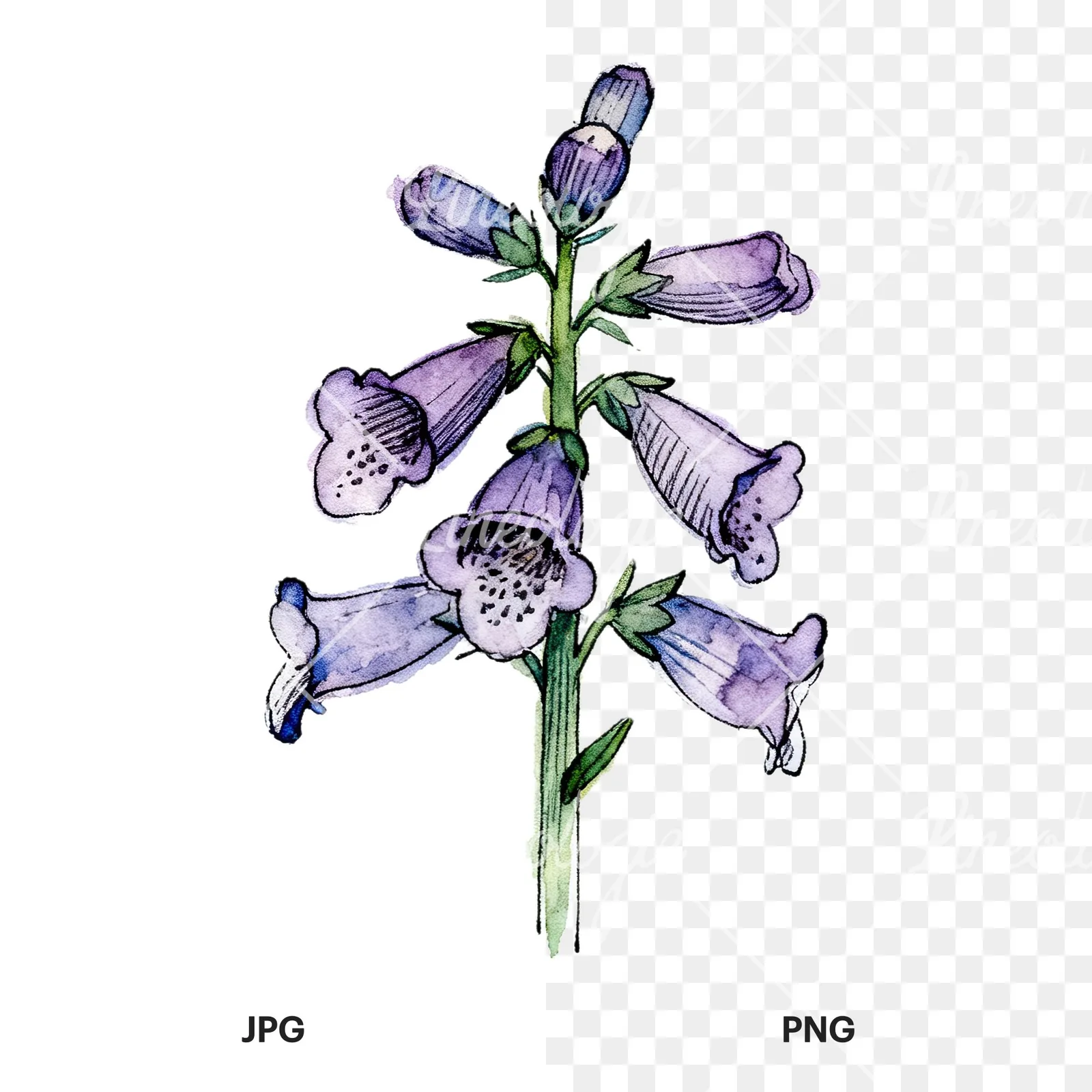 Watercolor foxglove flower set clipart 8 of 9, as a JPG on white and a transparent PNG