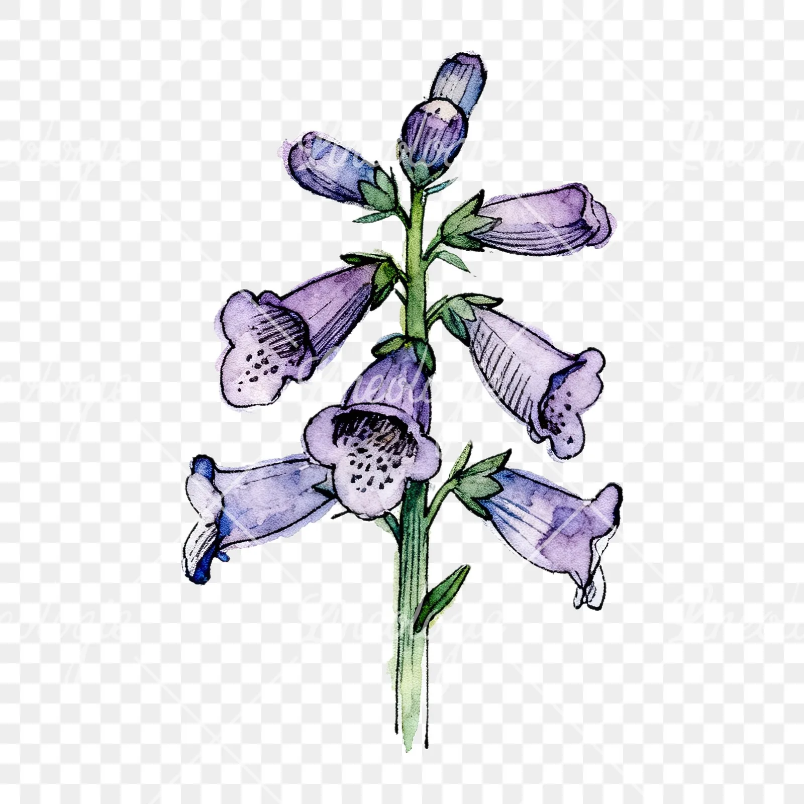 Watercolor foxglove flower set clipart 8 of 9 on a transparent background (PNG)