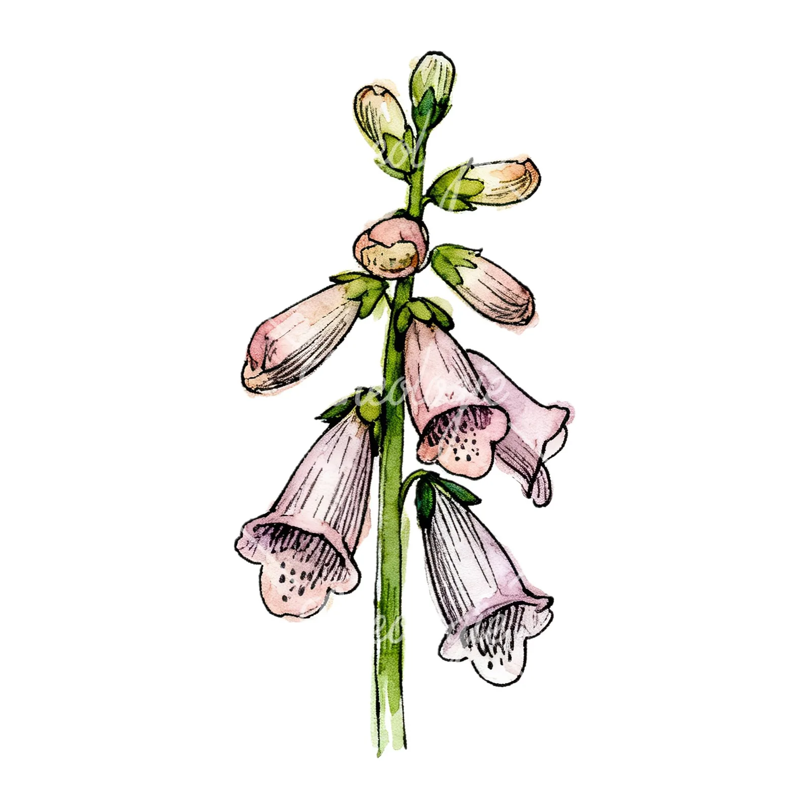 Watercolor foxglove flower set clipart 9 of 9 on a white background (JPG)