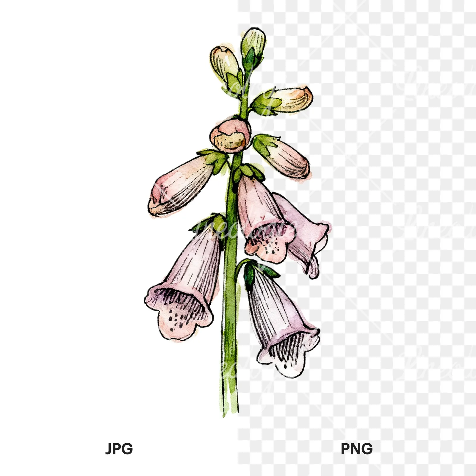 Watercolor foxglove flower set clipart 9 of 9, as a JPG on white and a transparent PNG