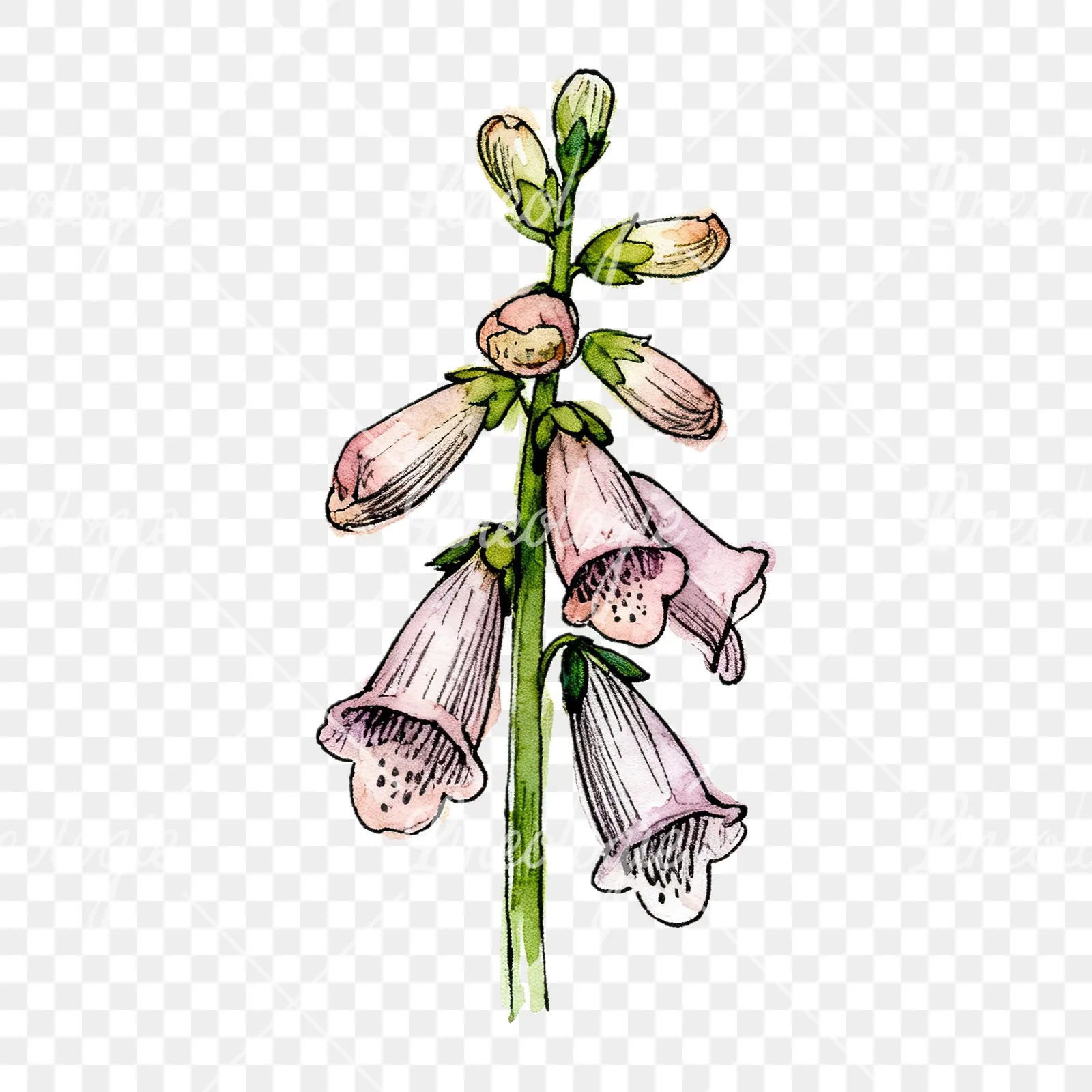 Watercolor foxglove flower set clipart 9 of 9 on a transparent background (PNG)