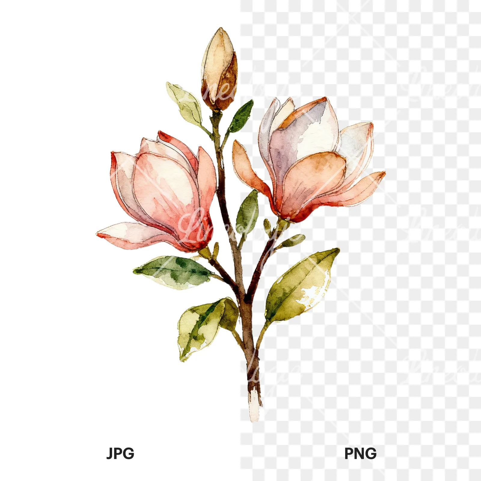 Watercolor pink and yellow magnolia bouquet clipart 1 of 9, as a JPG on white and a transparent PNG