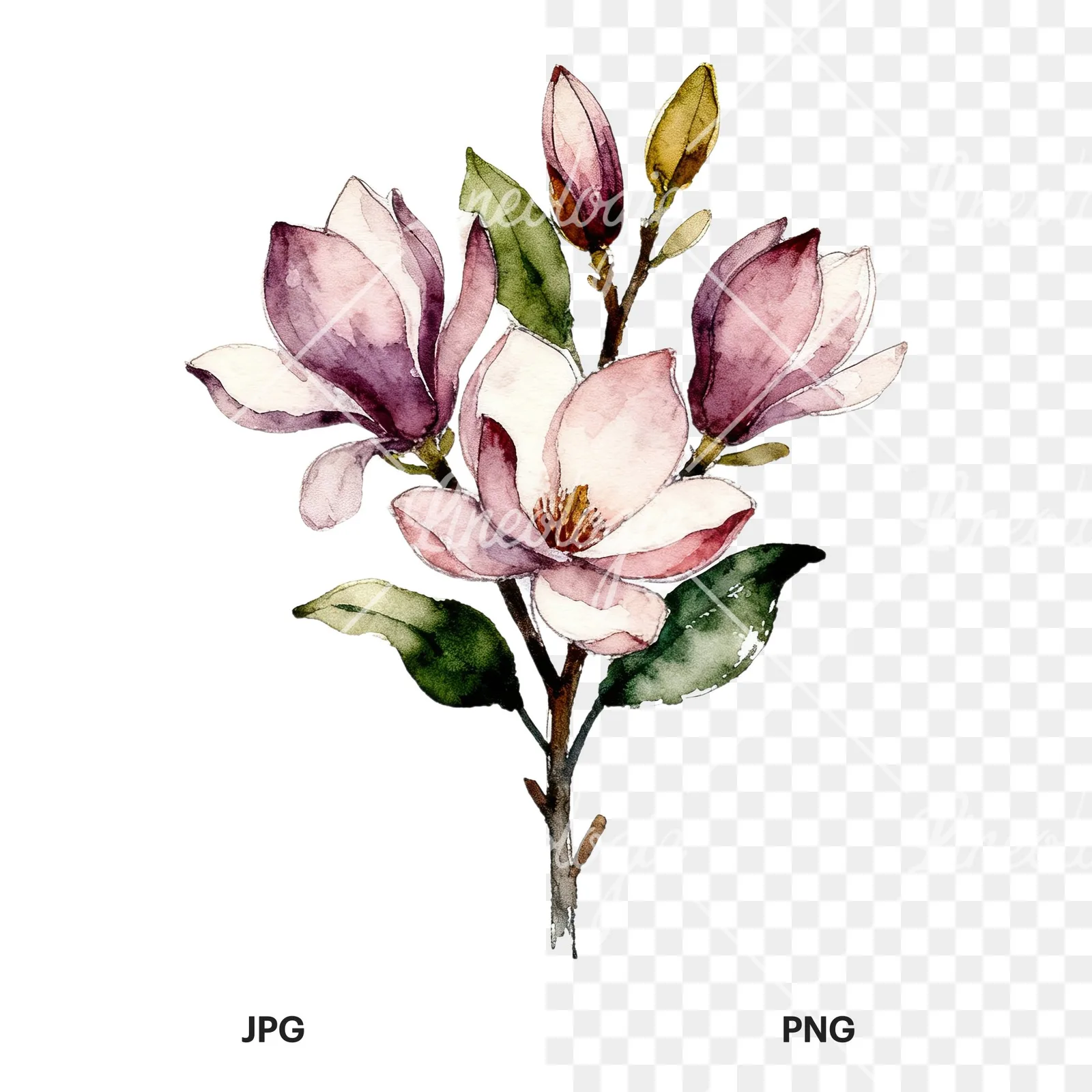 Watercolor pink and yellow magnolia bouquet clipart 2 of 9, as a JPG on white and a transparent PNG