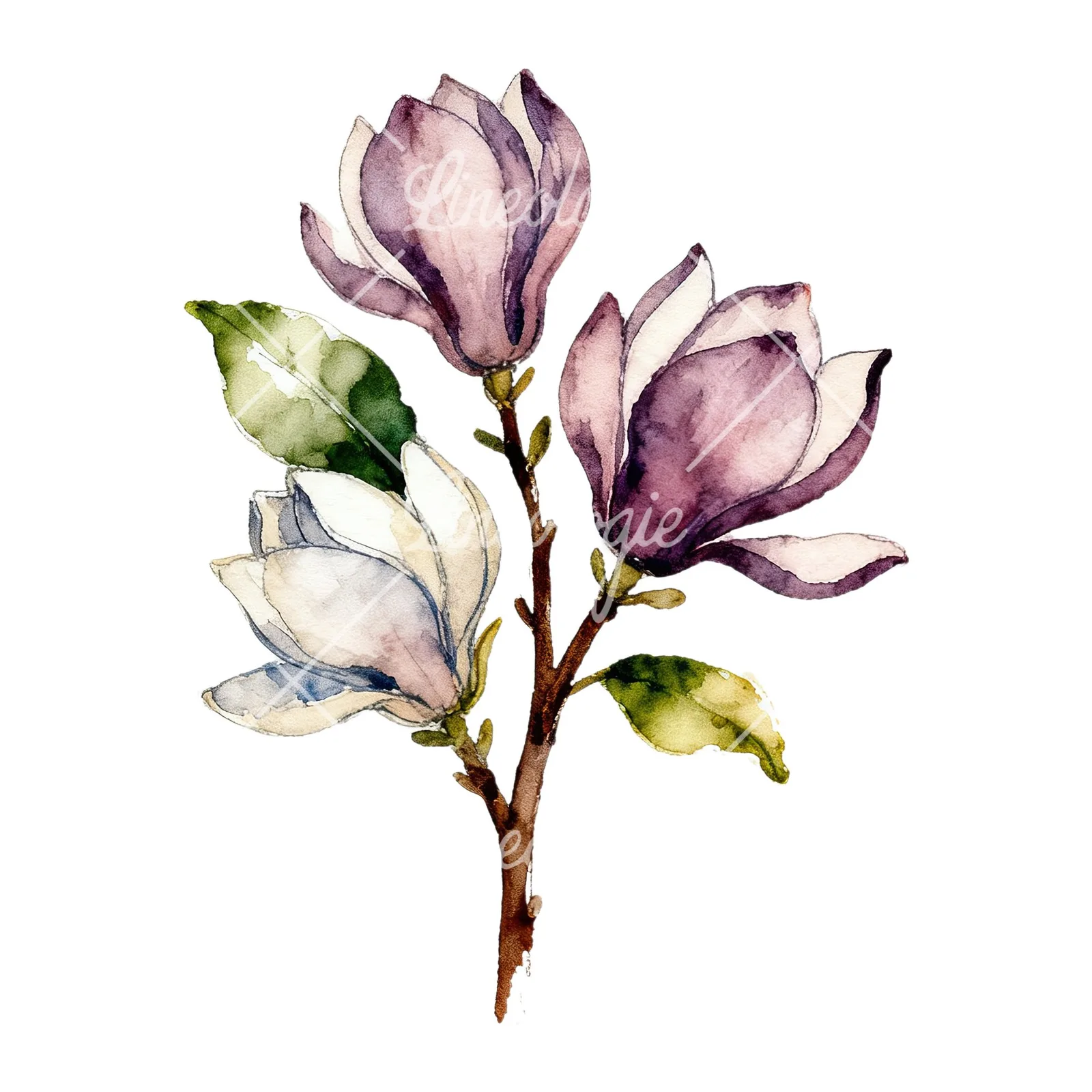 Watercolor pink and yellow magnolia bouquet clipart 4 of 9 on a white background (JPG)