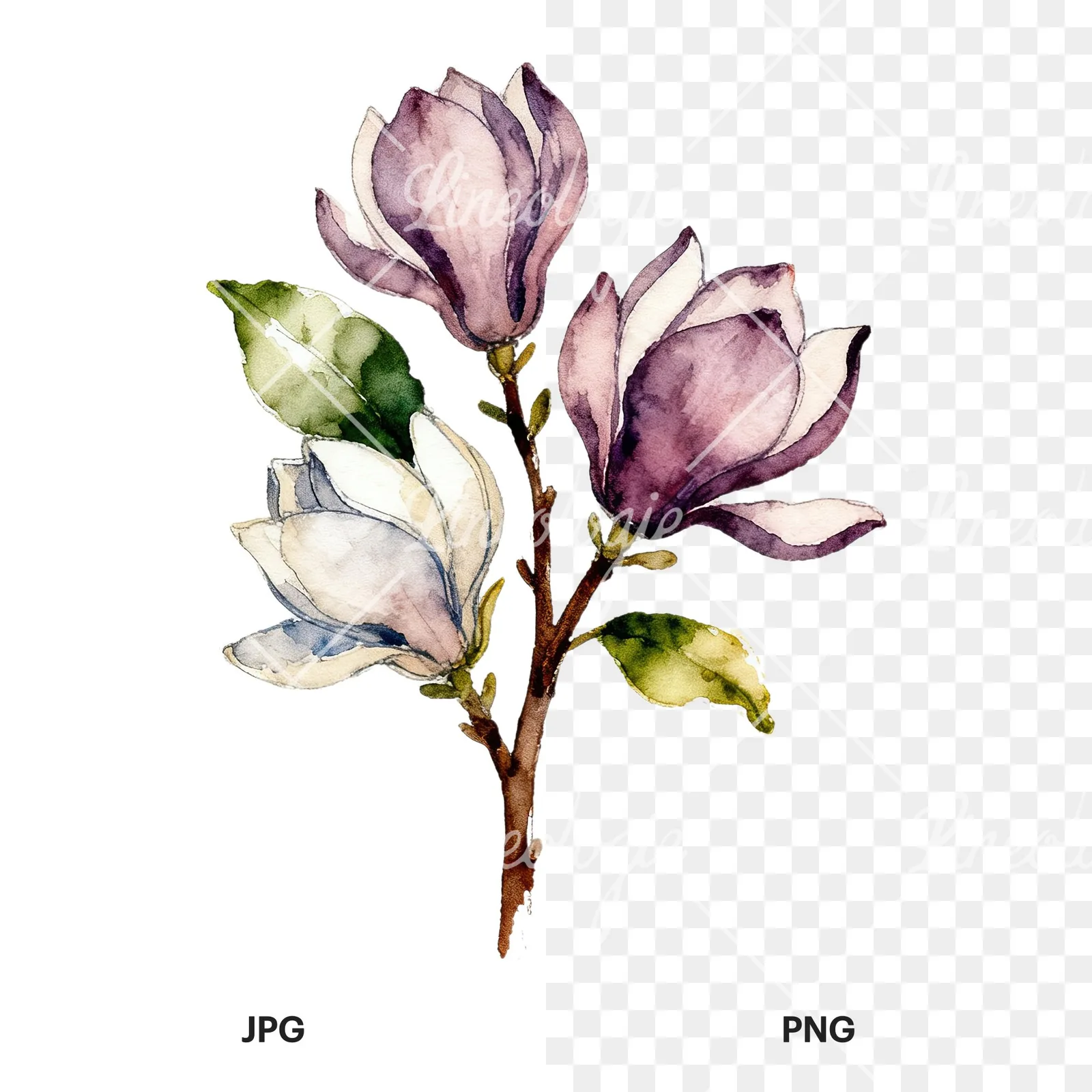 Watercolor pink and yellow magnolia bouquet clipart 4 of 9, as a JPG on white and a transparent PNG