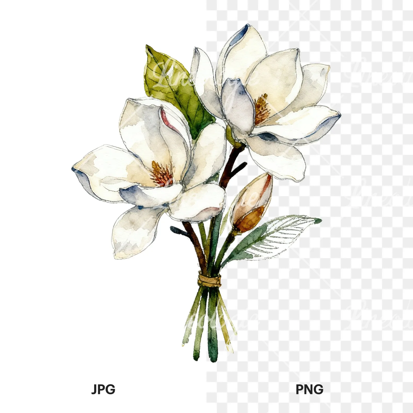 Watercolor pink and yellow magnolia bouquet clipart 6 of 9, as a JPG on white and a transparent PNG