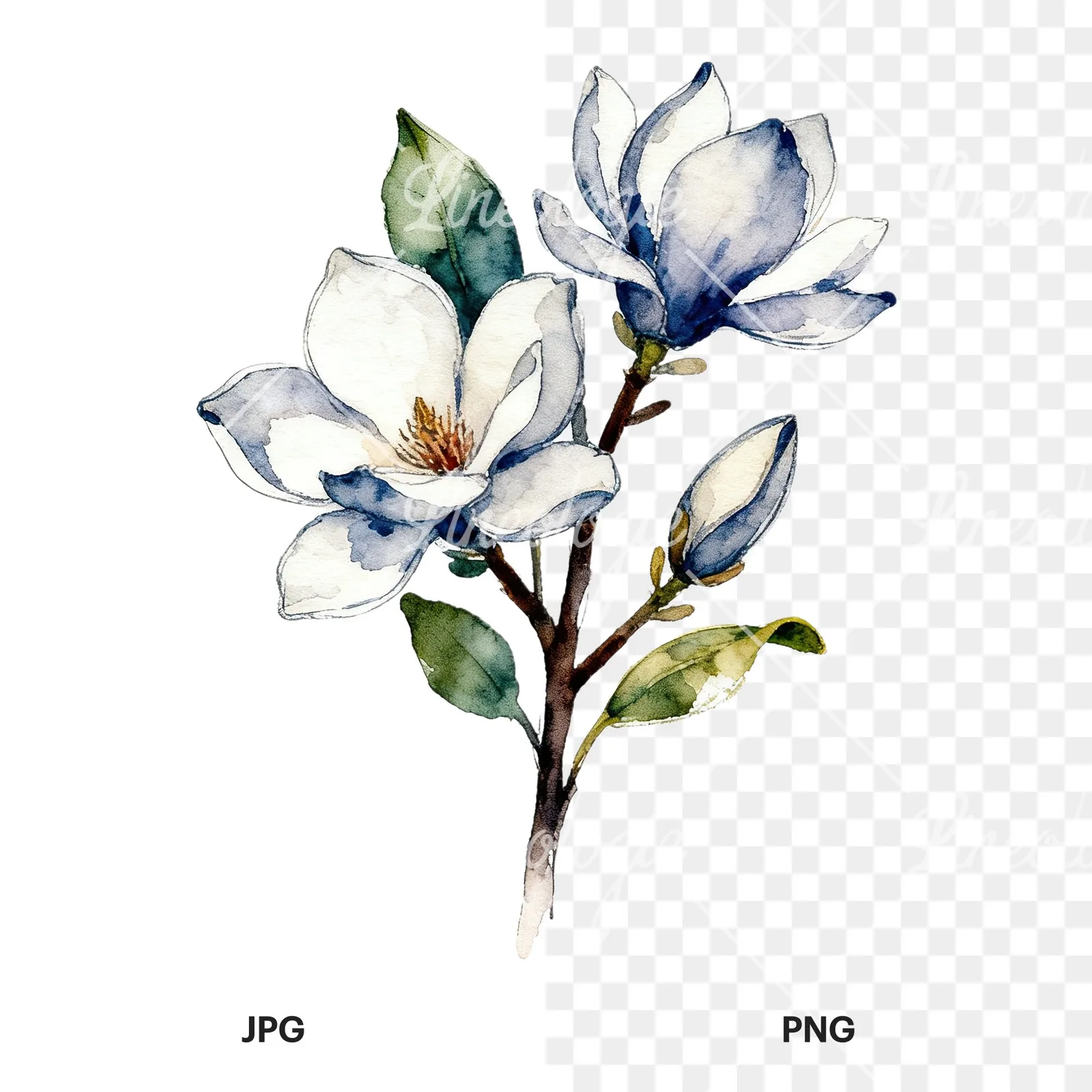 Watercolor pink and yellow magnolia bouquet clipart 7 of 9, as a JPG on white and a transparent PNG