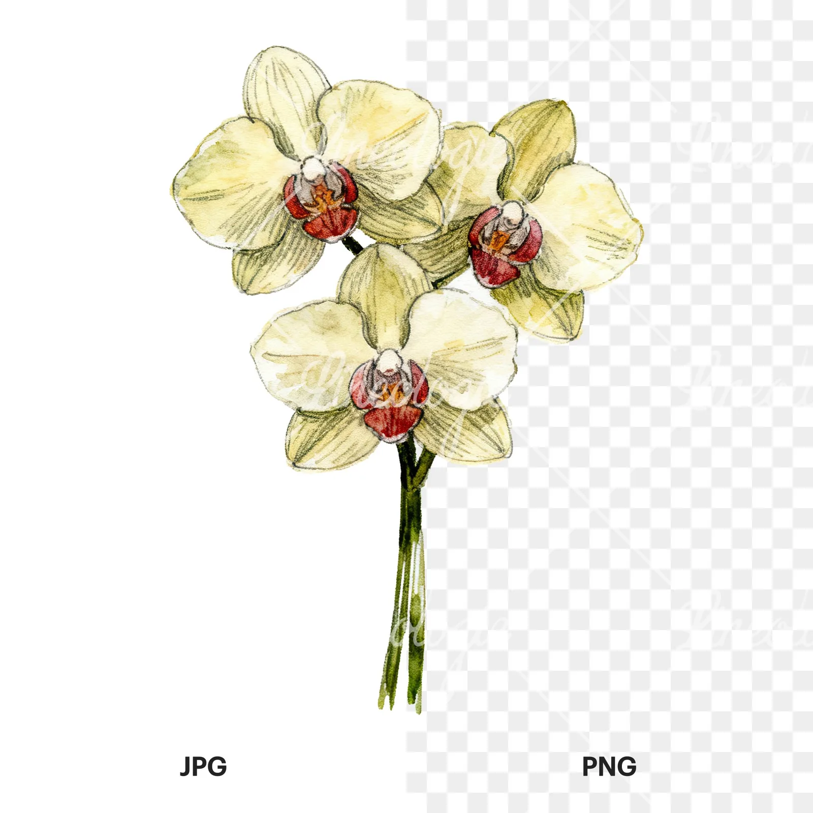 Watercolor multicolor orchid bouquet clipart 9 of 9, as a JPG on white and a transparent PNG