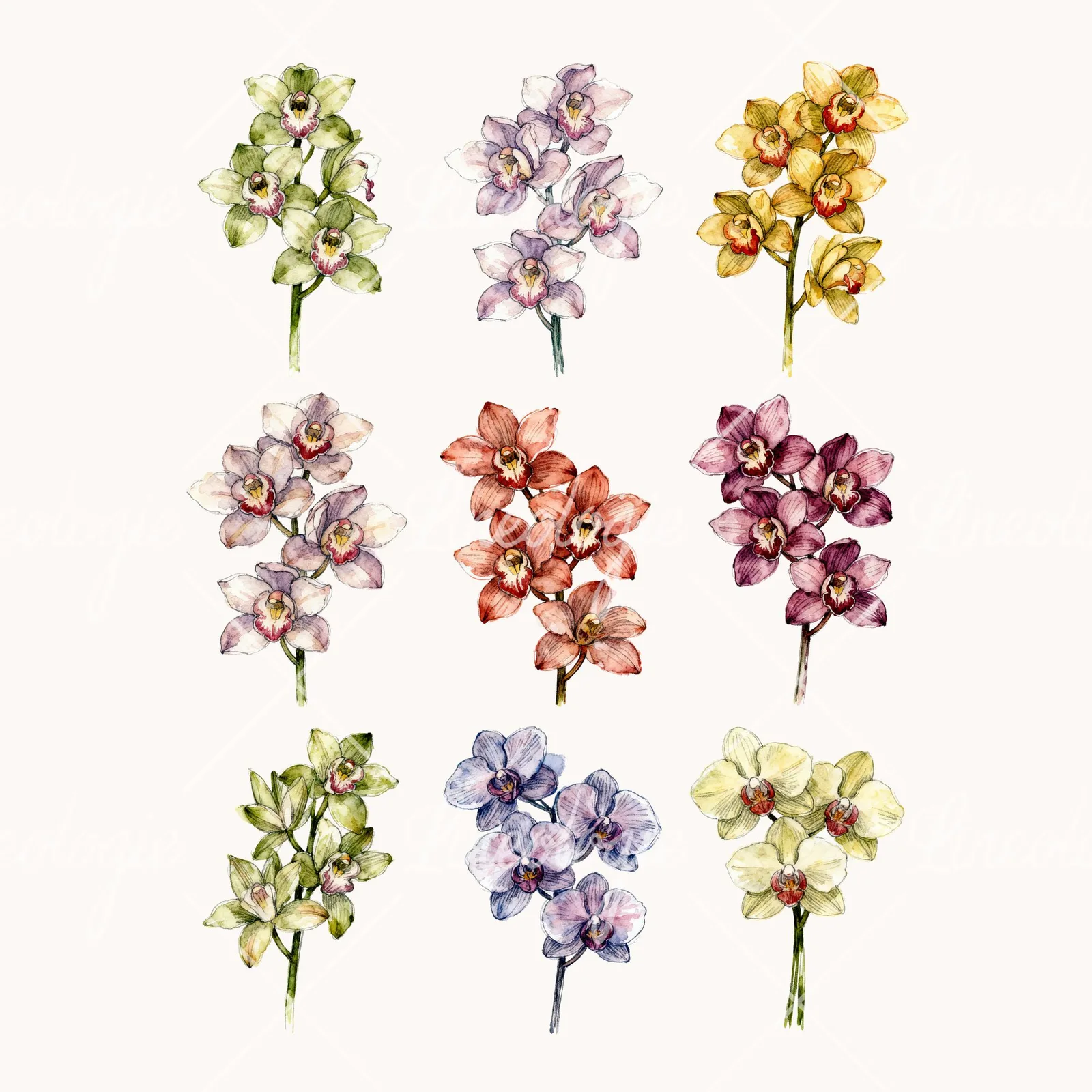 Watercolor Multicolor Orchid Bouquet Clipart, all 9 illustrations in the pack