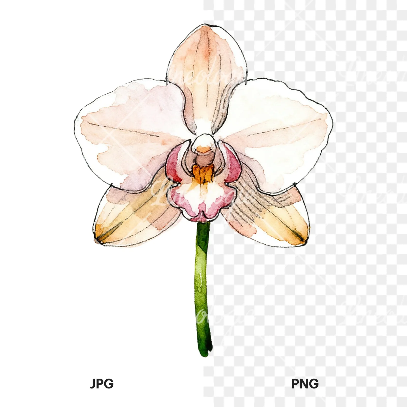 Watercolor single orchid bloom clipart 2 of 9, as a JPG on white and a transparent PNG