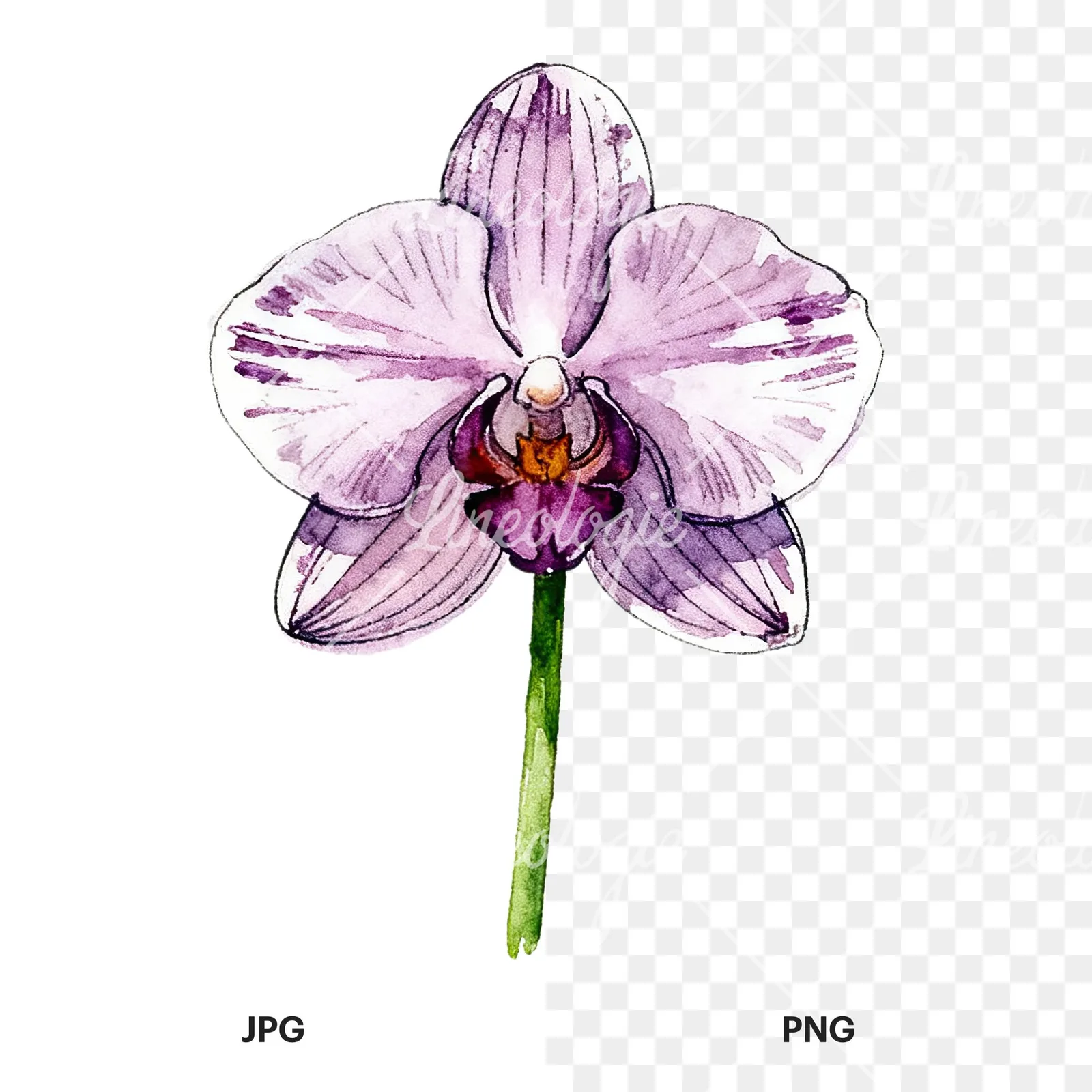 Watercolor single orchid bloom clipart 3 of 9, as a JPG on white and a transparent PNG