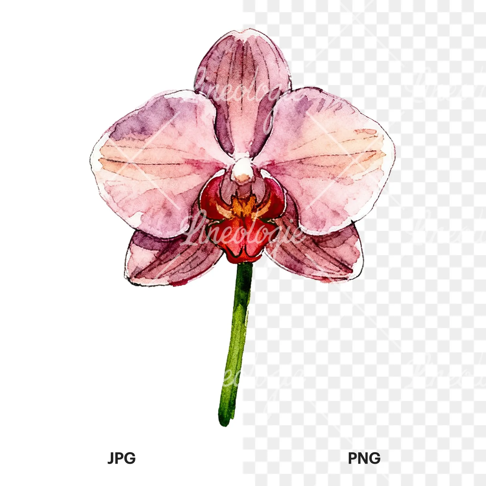 Watercolor single orchid bloom clipart 5 of 9, as a JPG on white and a transparent PNG