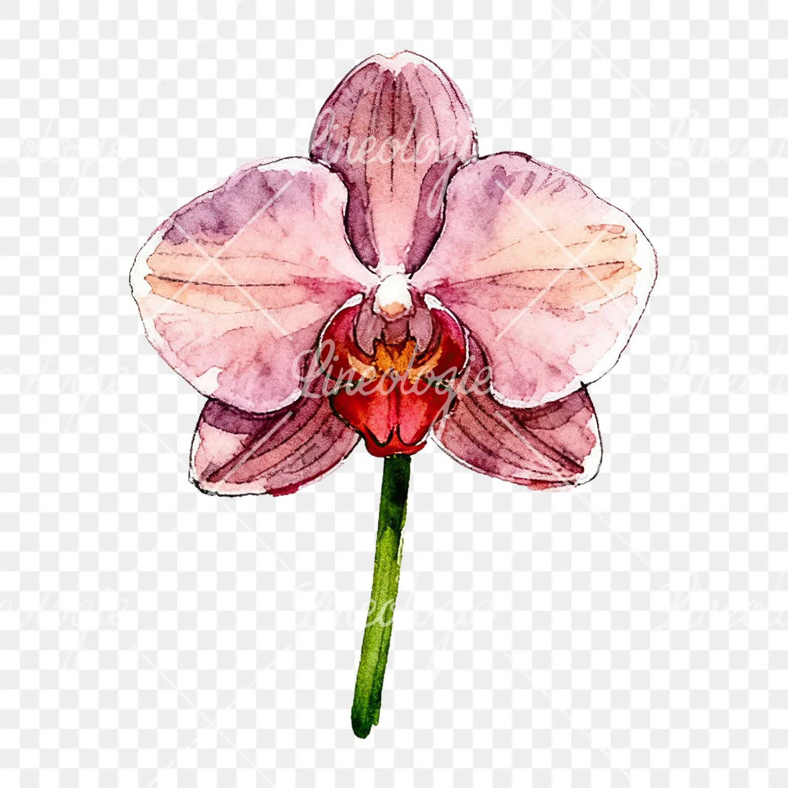 Watercolor single orchid bloom clipart 5 of 9 on a transparent background (PNG)