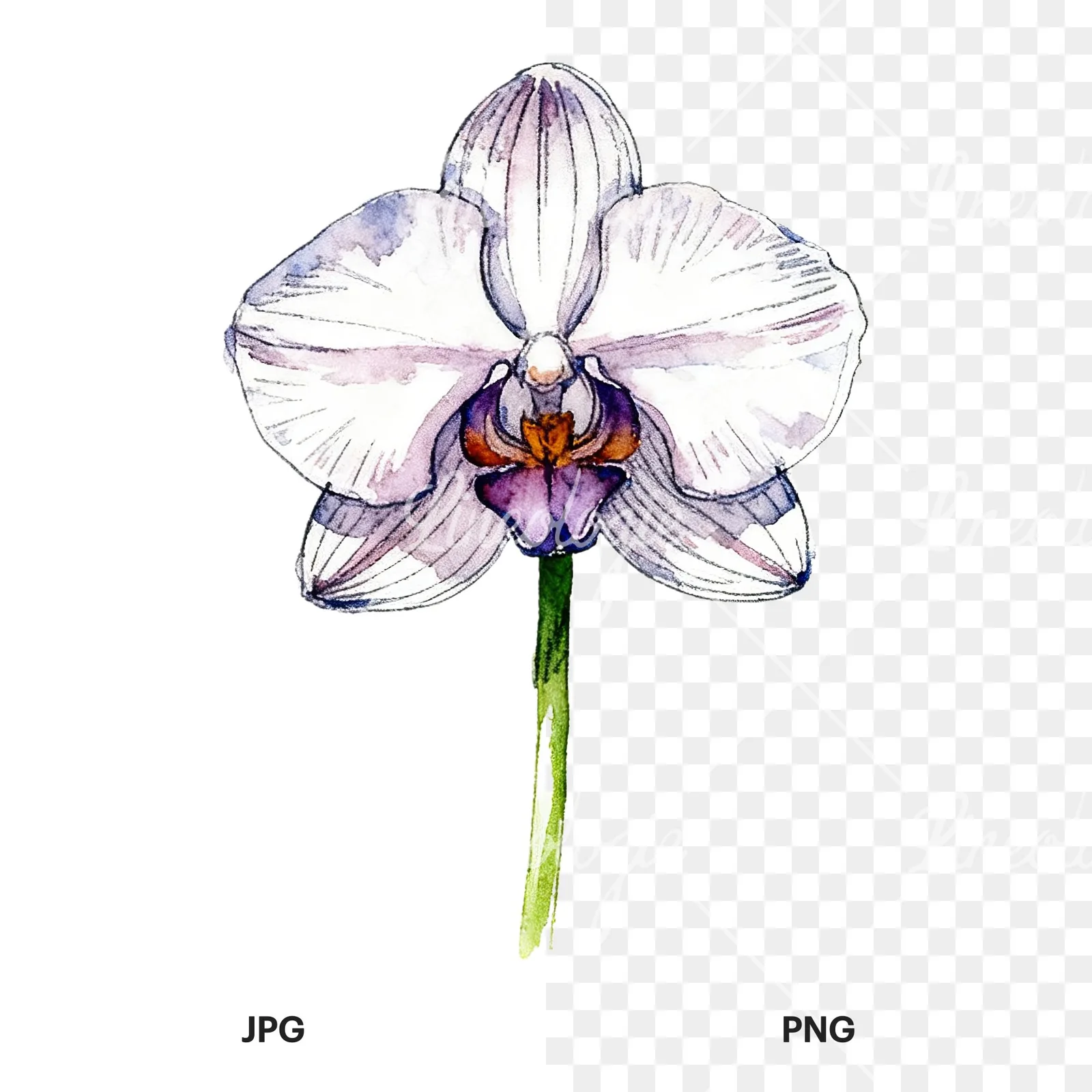 Watercolor single orchid bloom clipart 6 of 9, as a JPG on white and a transparent PNG