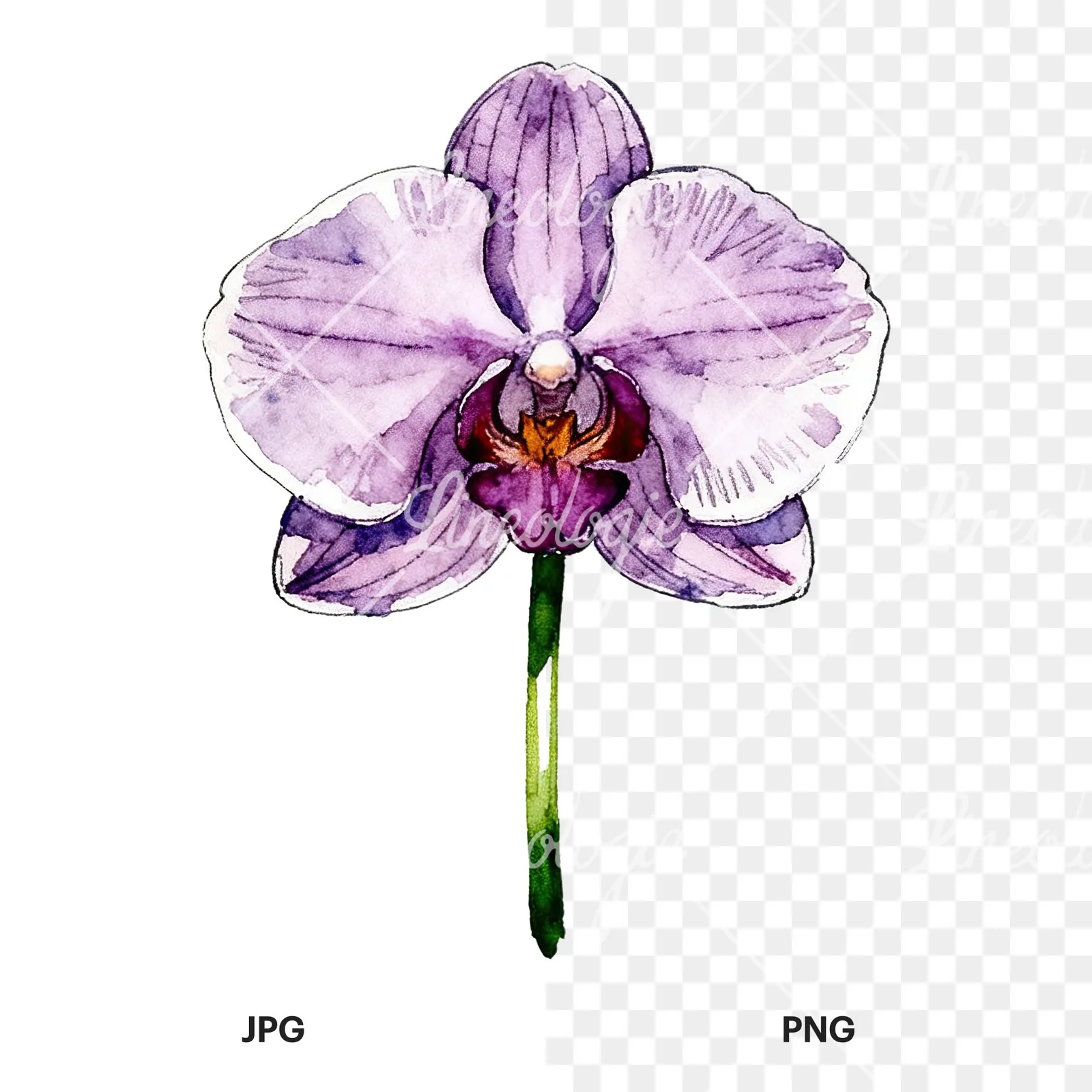 Watercolor single orchid bloom clipart 7 of 9, as a JPG on white and a transparent PNG
